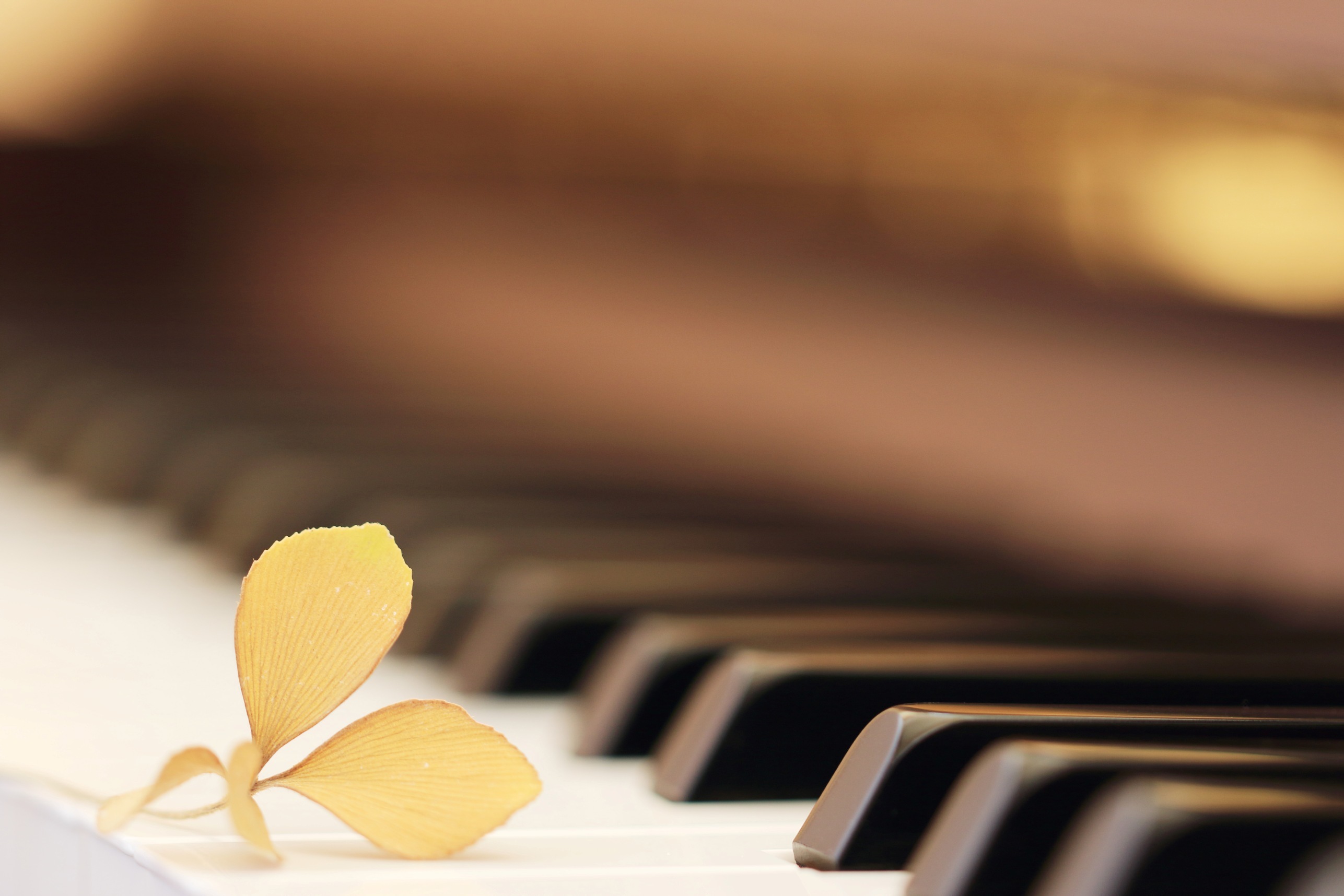 Обои макро, цветок, музыка, пианино, клавиши, macro, flower, music, piano, keys разрешение 2573x1716 Загрузить