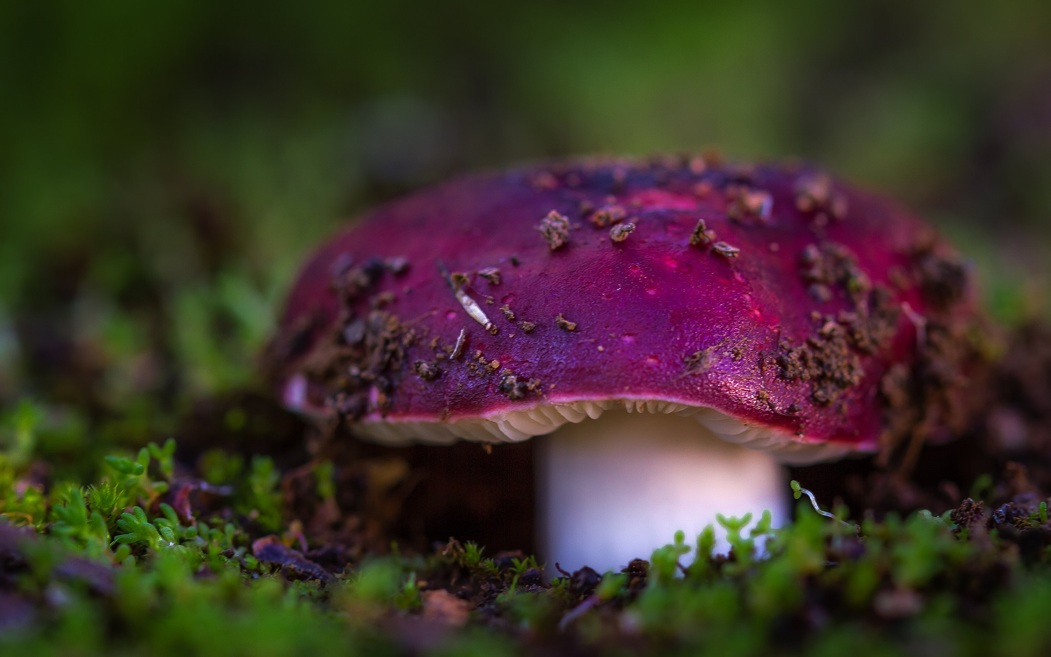 Яркие грибы
