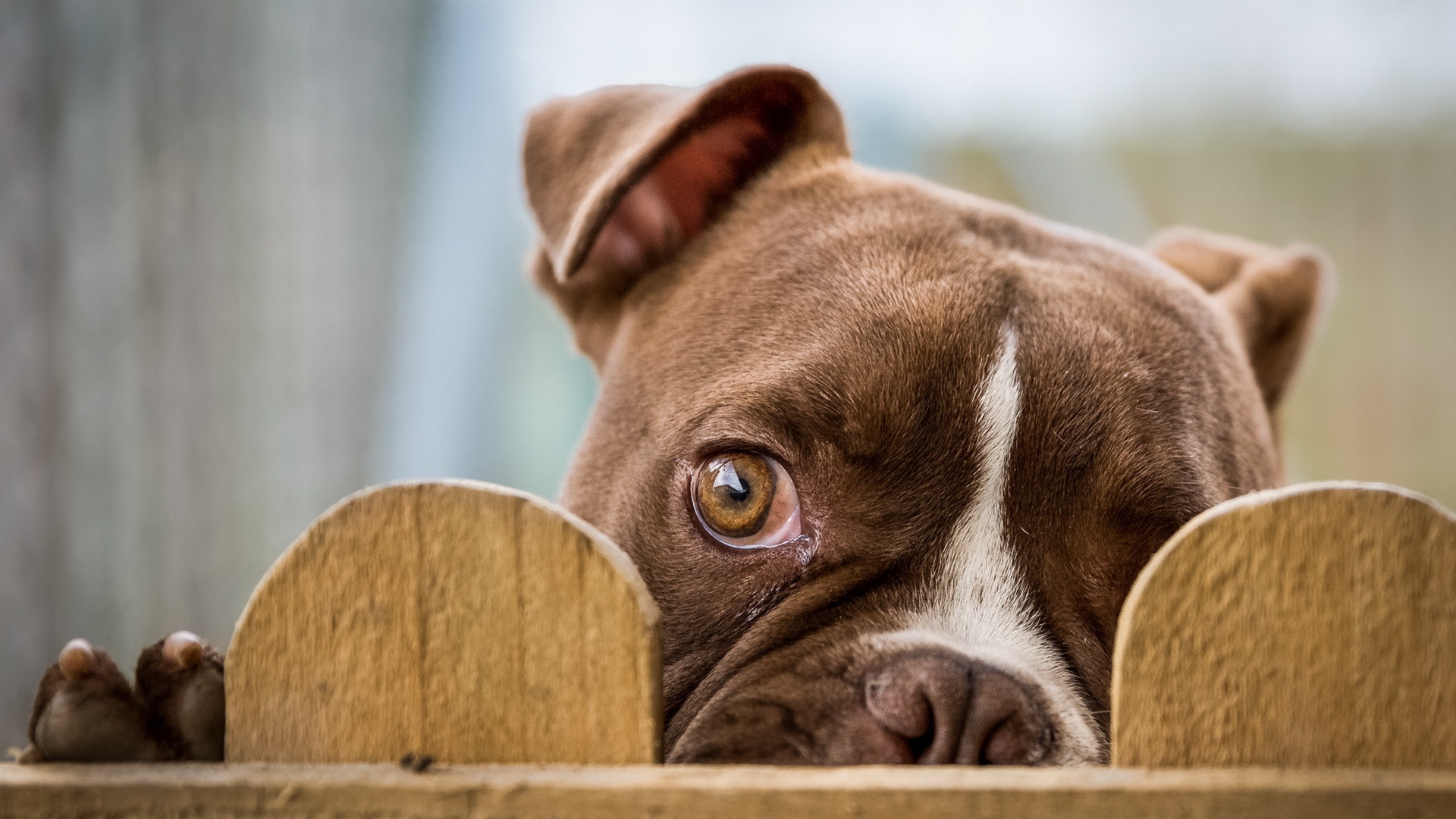 Обои взгляд, забор, глаз, бульдог, cобака, look, the fence, eyes, bulldog, dog разрешение 1920x1080 Загрузить