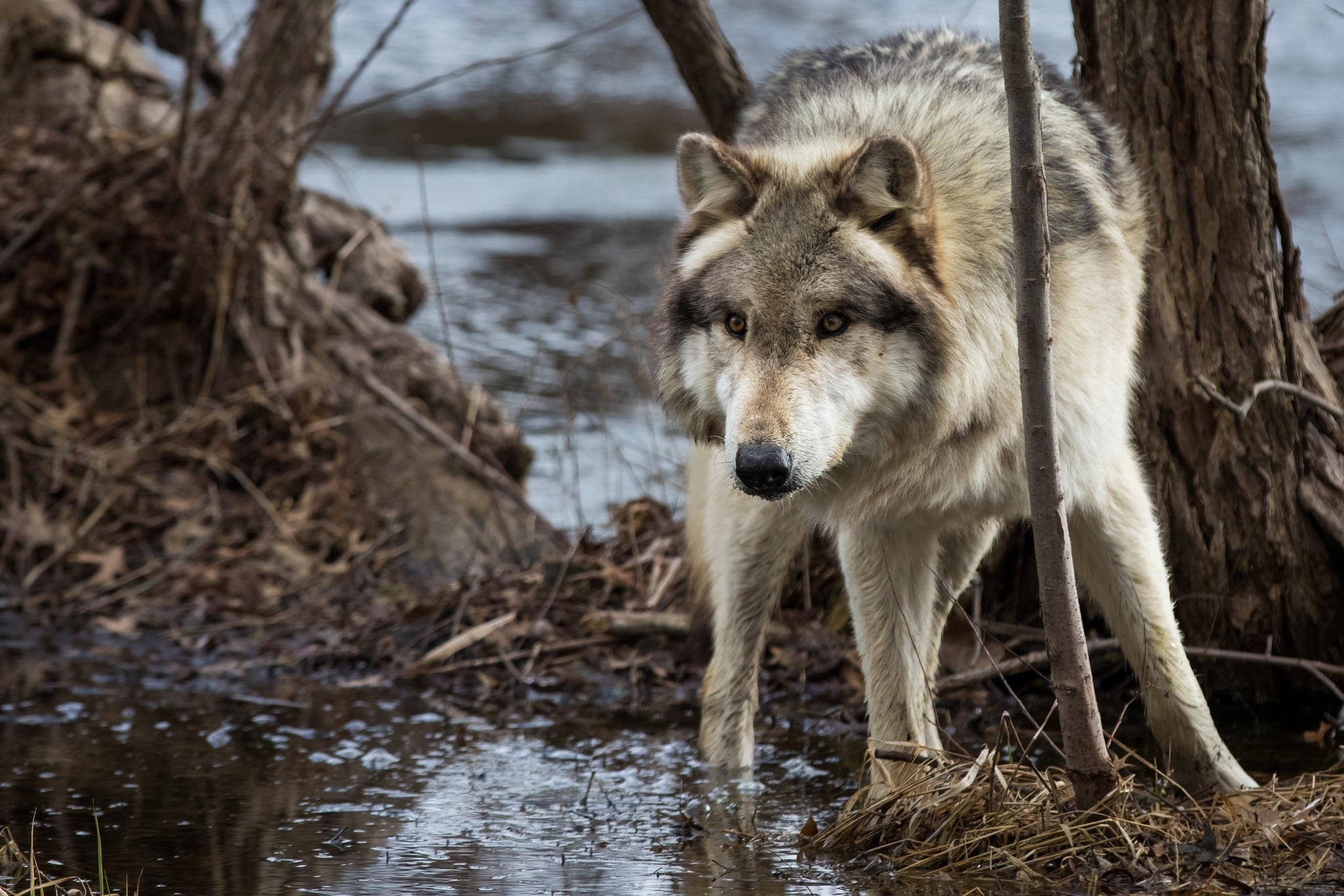 Обои морда, вода, дерево, хищник, волк, face, water, tree, predator, wolf разрешение 2048x1365 Загрузить