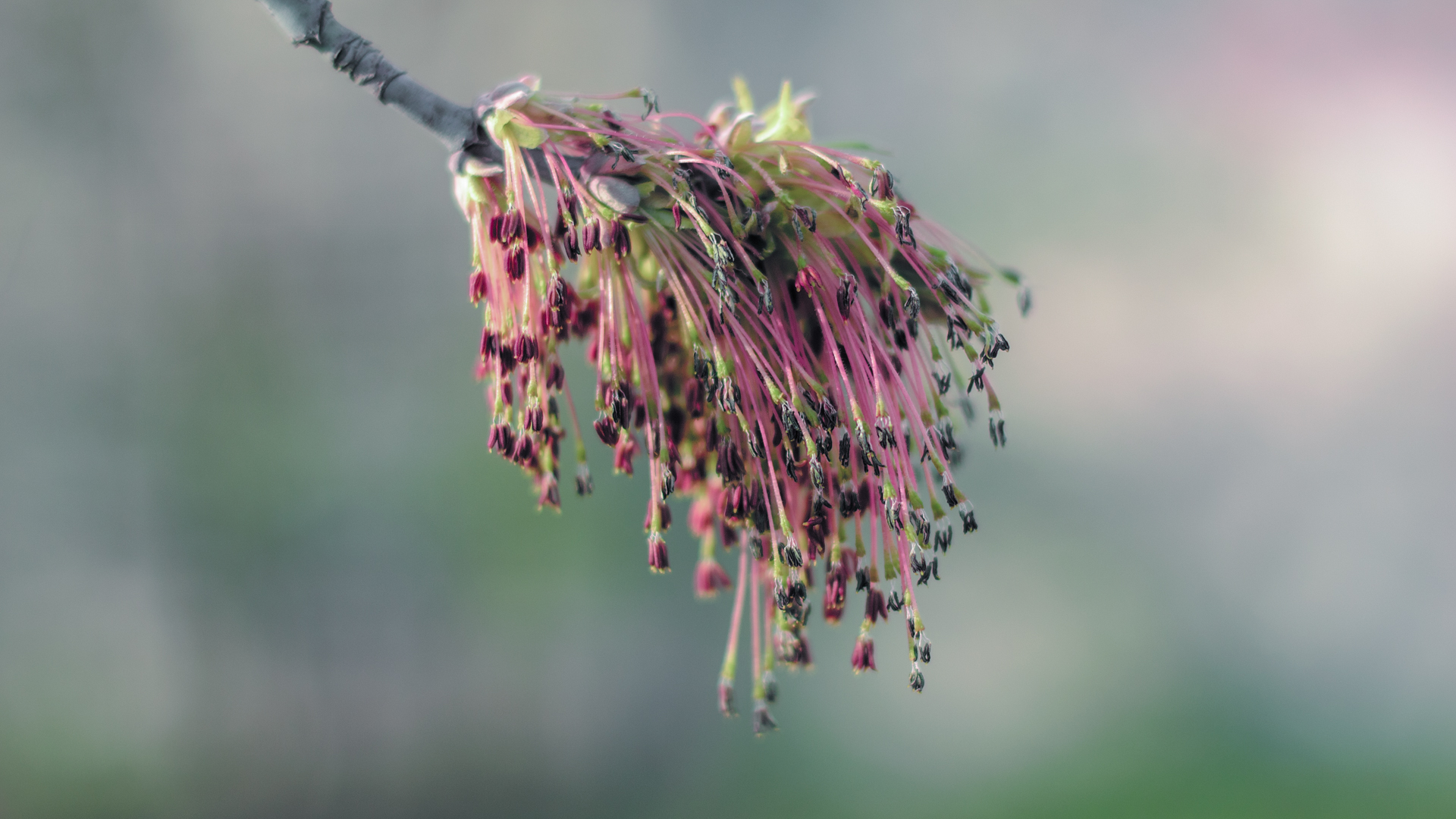 Обои ветка, природа, цветение, фон, весна, branch, nature, flowering, background, spring разрешение 1920x1080 Загрузить