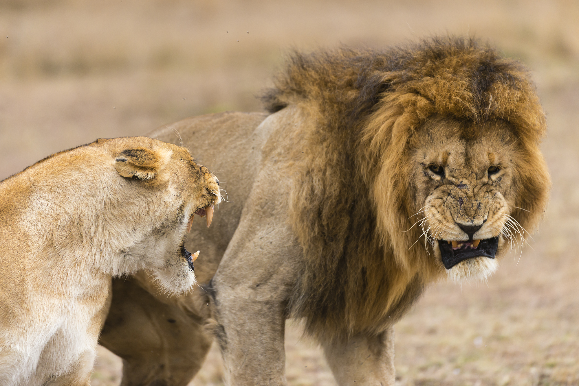 Обои львы, лев, хищники, львица, lions, leo, predators, lioness разрешение 2000x1335 Загрузить