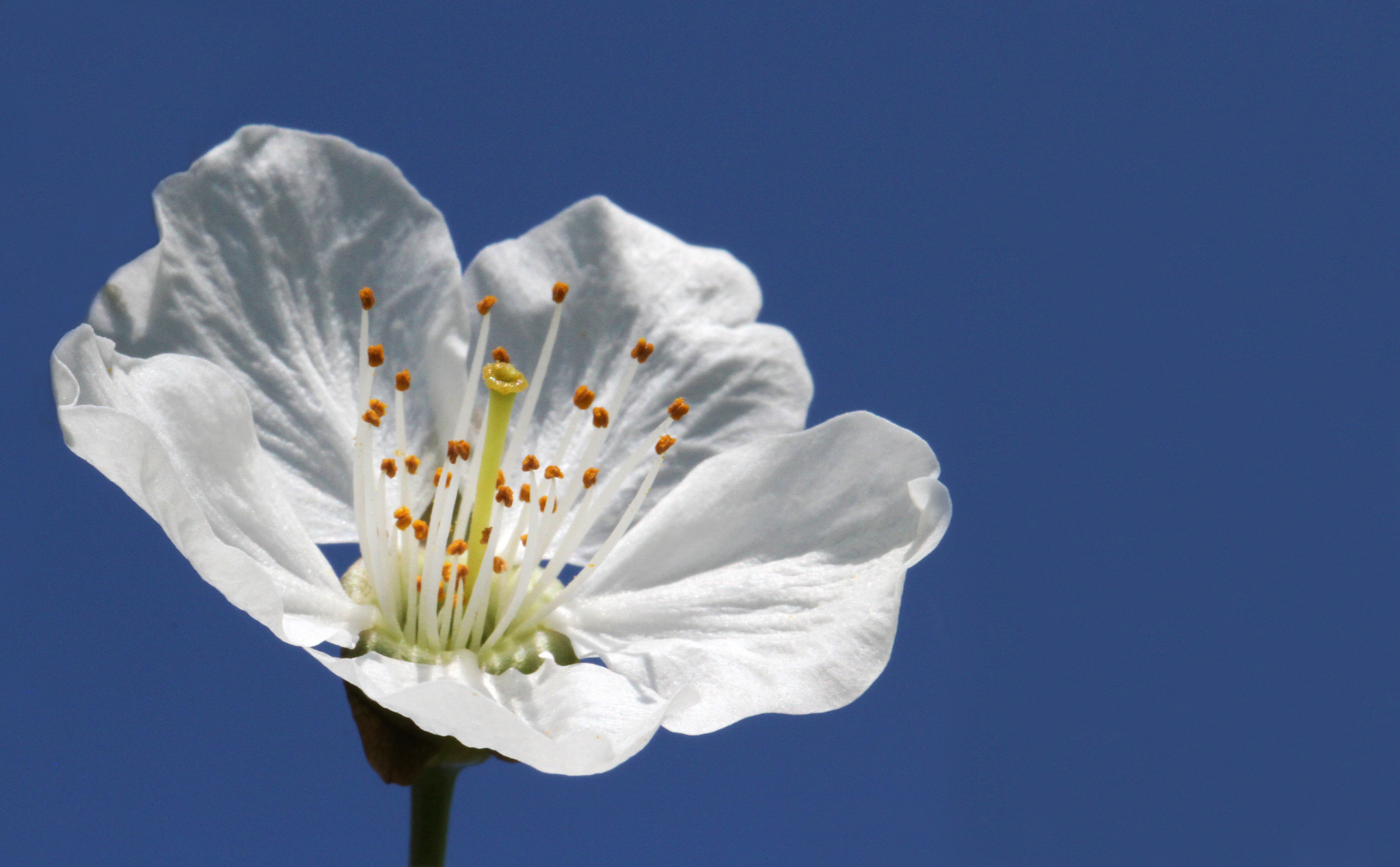 Обои небо, макро, цветок, белый, весна, яблоня, leo.lopez, the sky, macro, flower, white, spring, apple разрешение 2048x1269 Загрузить