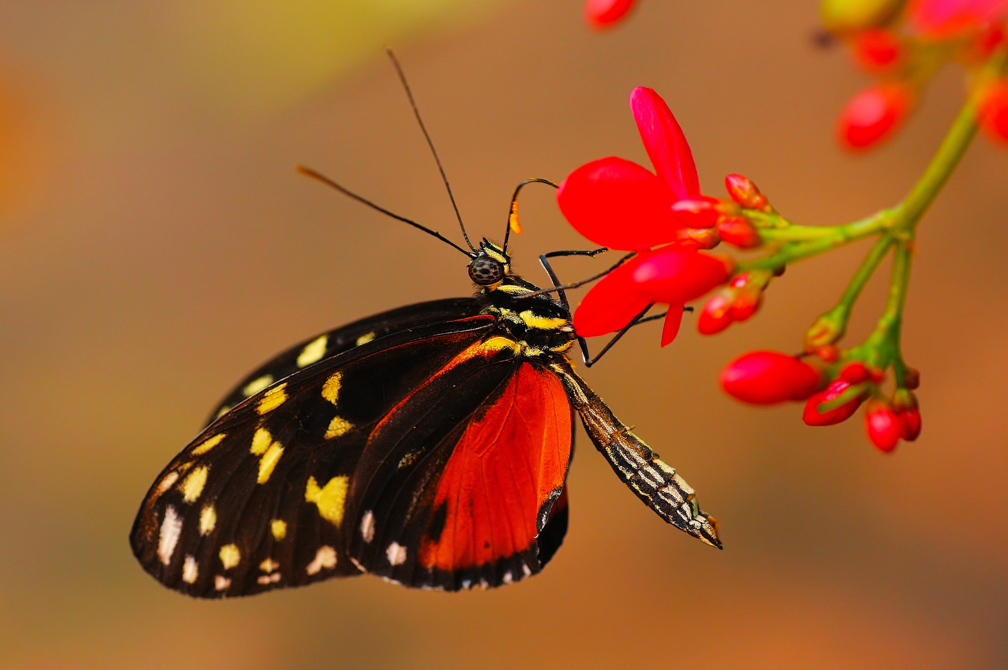 природа животные насекомое бабочка цветы без смс