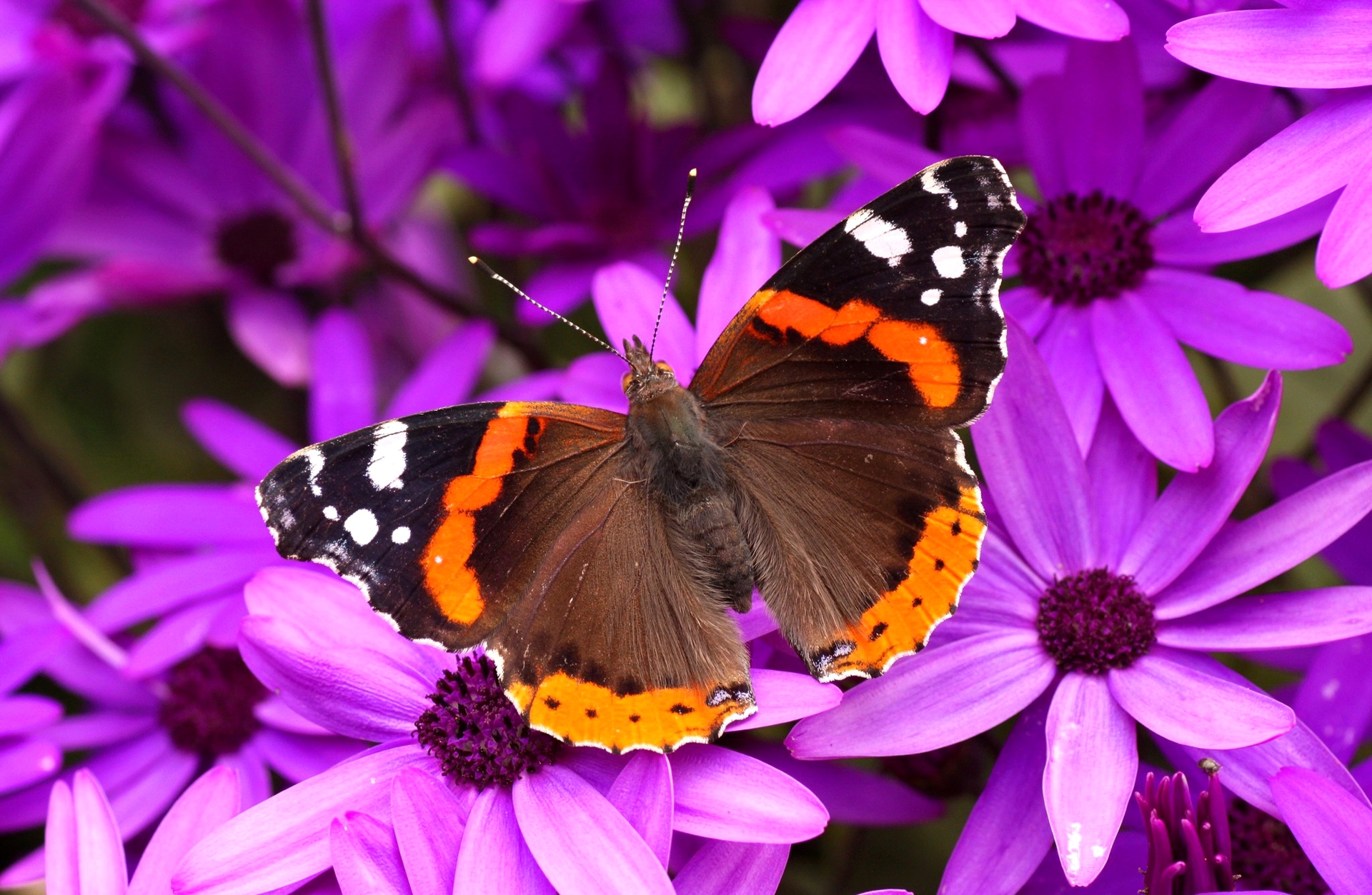 Обои цветы, насекомое, лепестки, бабочка, крылья, мотылек, адмирал, flowers, insect, petals, butterfly, wings, moth, admiral разрешение 1920x1253 Загрузить
