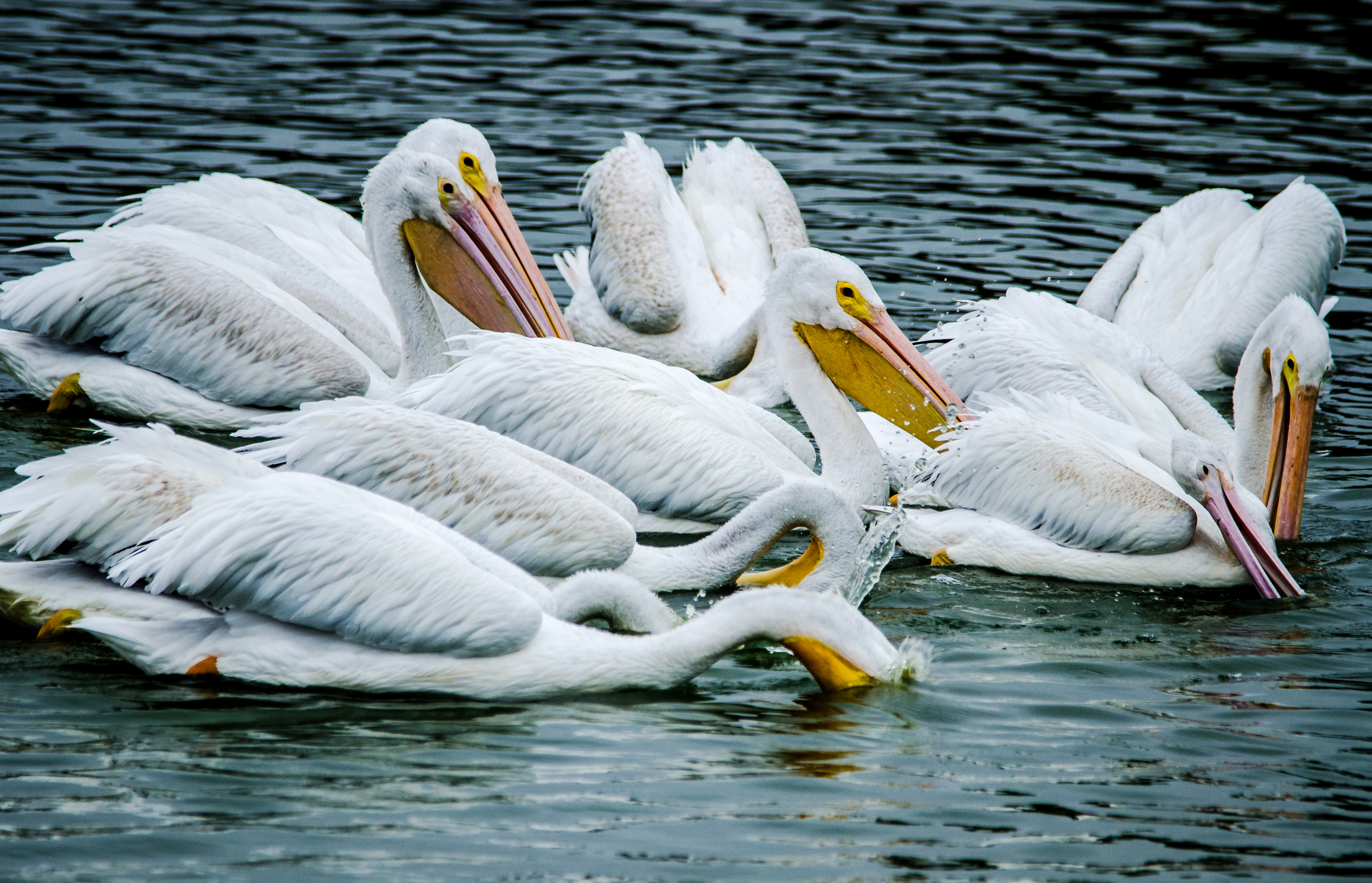 Обои вода, птицы, пеликан, пеликаны, птаха, water, birds, pelican, pelicans, bird разрешение 2950x1900 Загрузить