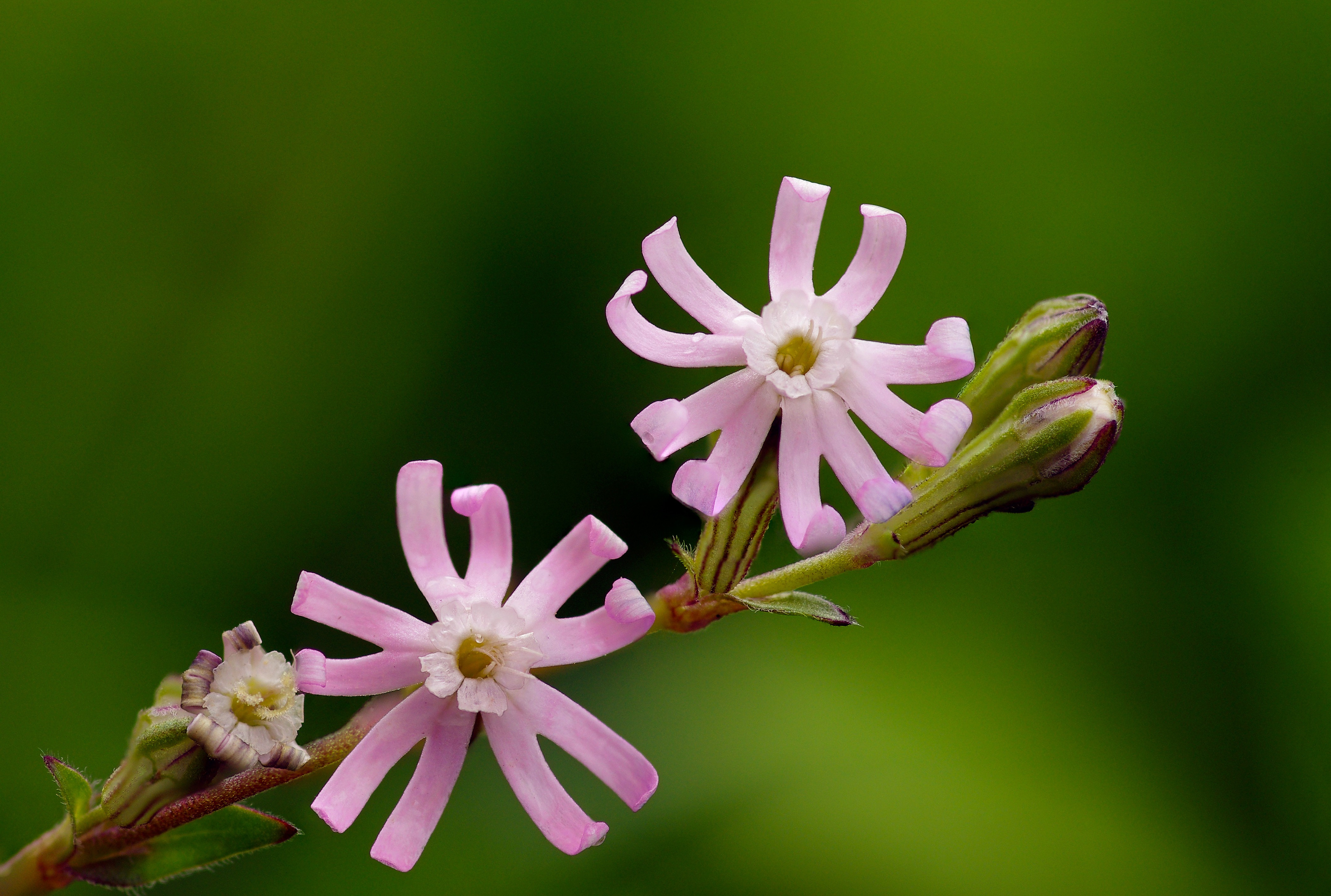 Обои цветение, макро, цветок, розовый, растение, яркий, ziva & amir, лихнис, flowering, macro, flower, pink, plant, bright, lychnis разрешение 4306x2897 Загрузить