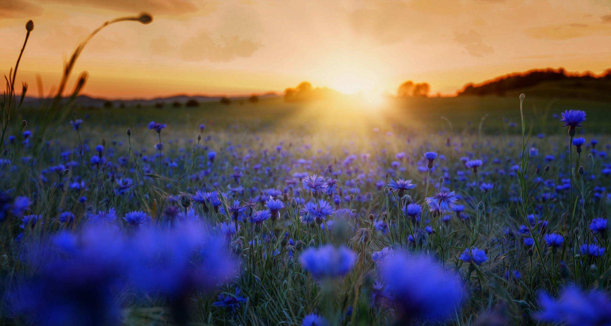 Обои цветы, трава, солнце, утро, поле, синие, васильки, flowers, grass, the sun, morning, field, blue, cornflowers разрешение 2048x1093 Загрузить