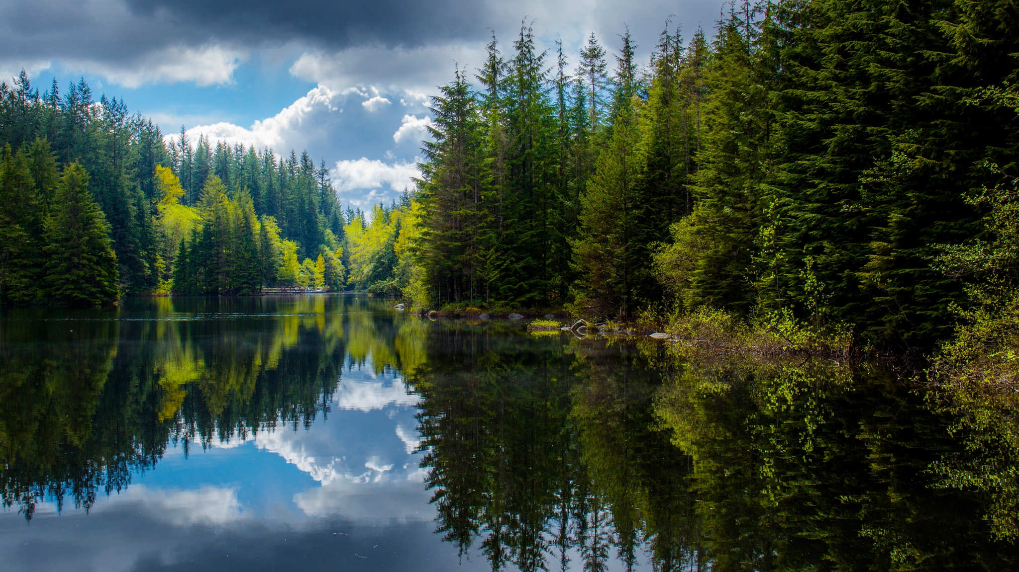 лес природа озеро бесплатно
