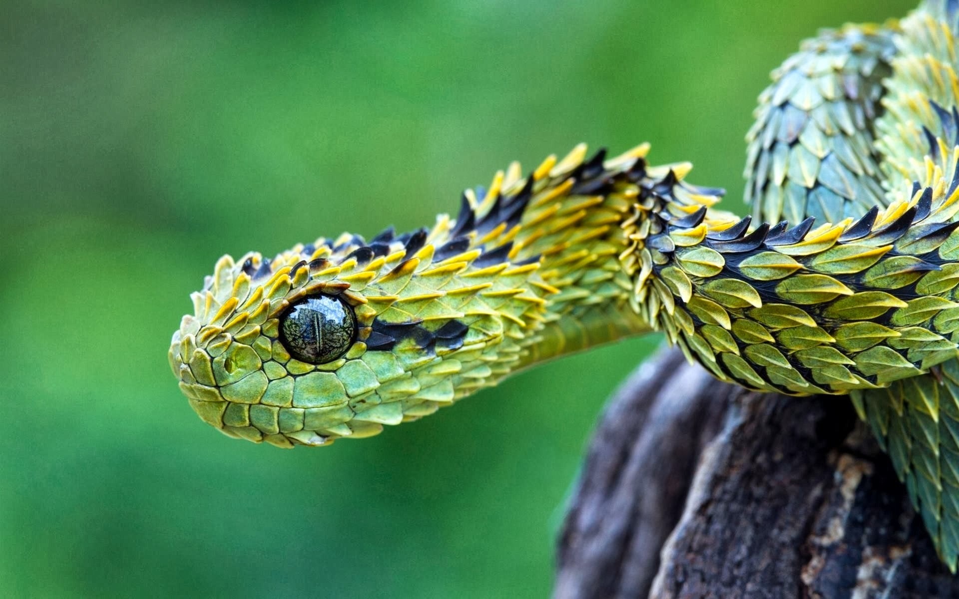 Кустарниковая гадюка (Atheris