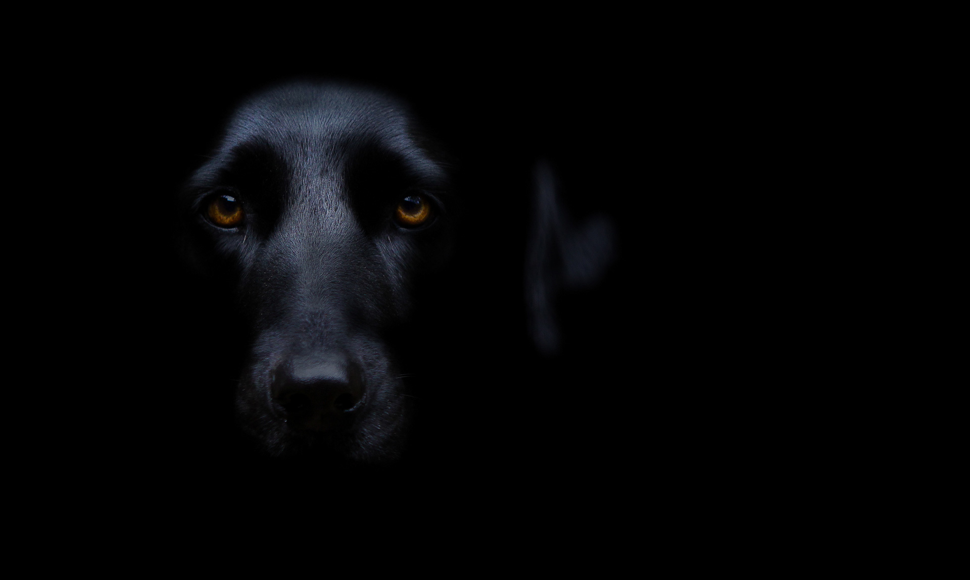 Собака в темноте