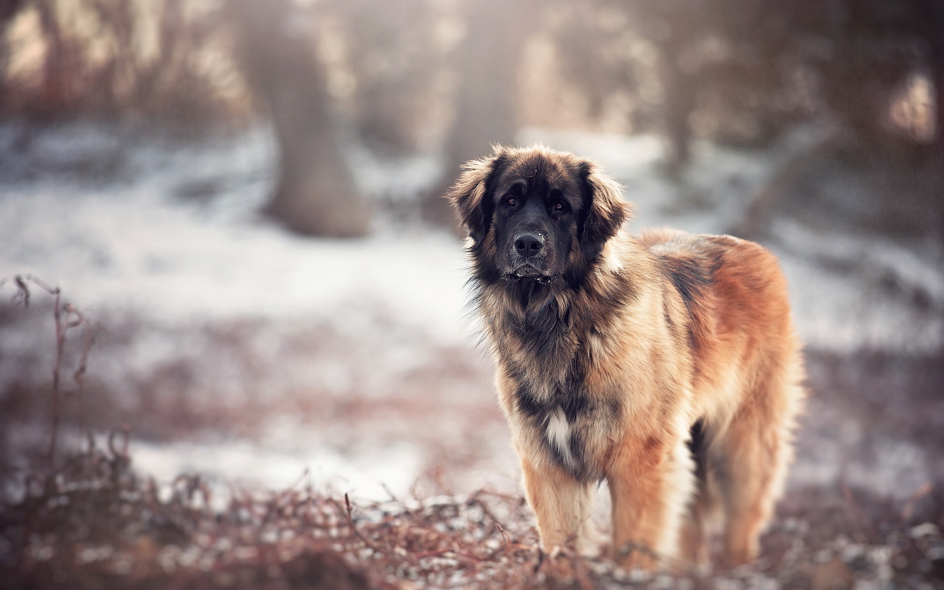 Обои природа, взгляд, собака, размытость, кавказская овчарка, nature, look, dog, blur, the caucasian shepherd dog разрешение 1920x1200 Загрузить