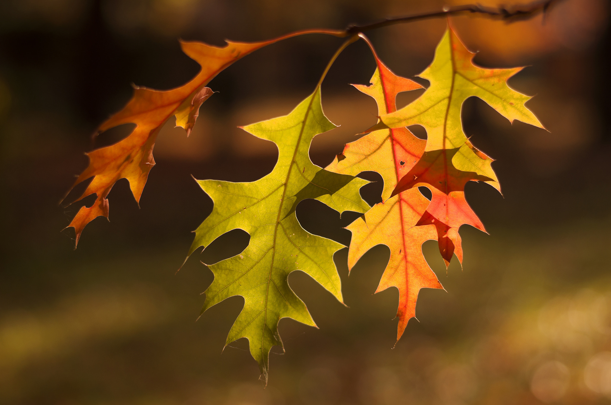 Ветка осенних листьев. Осенние листья. Осень листва. Осенние листья фото.