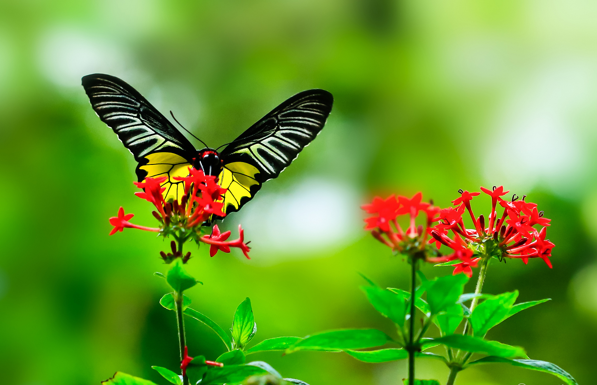 природа бабочка цветы животные насекомые роса без смс