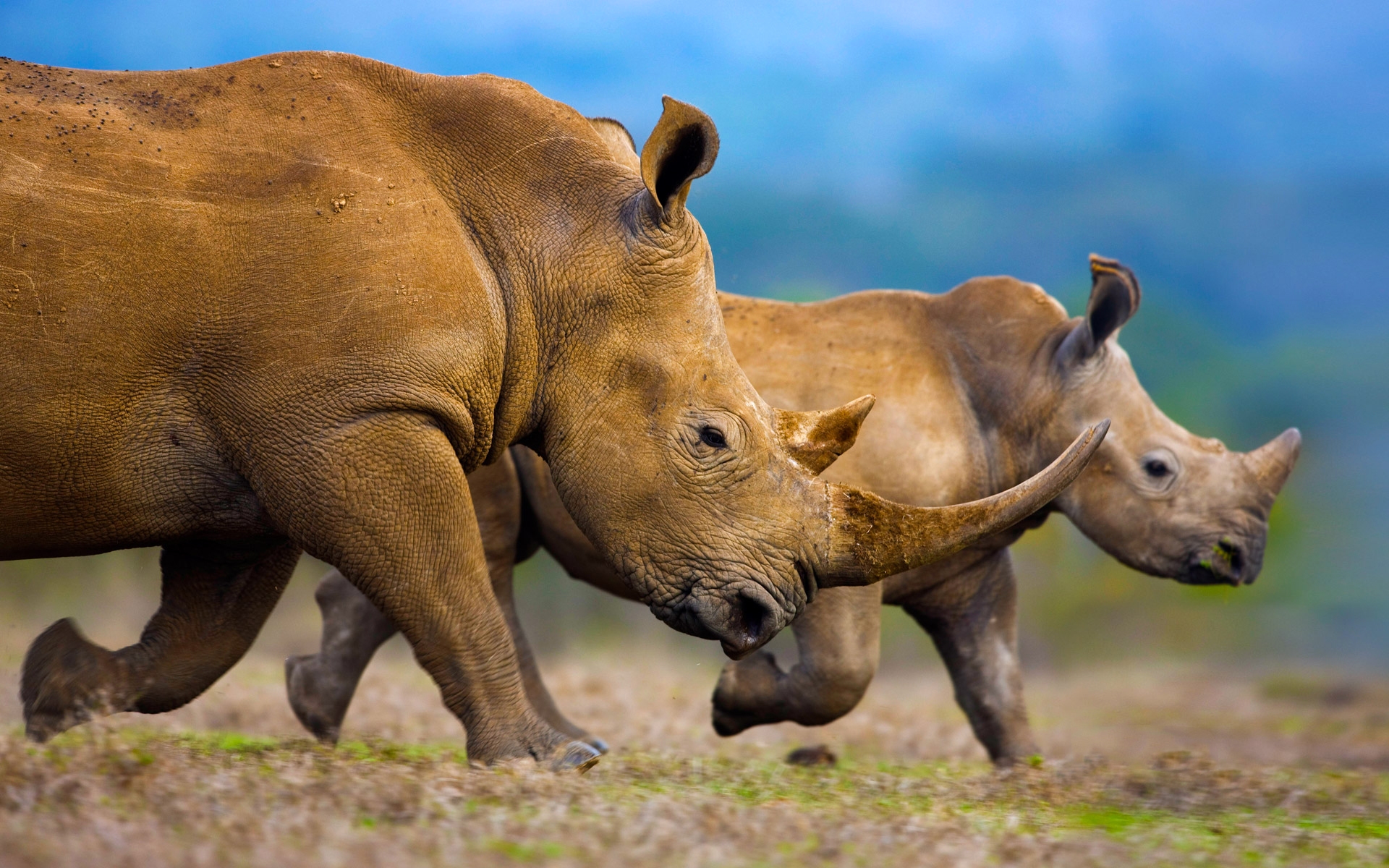 Носороги скачать