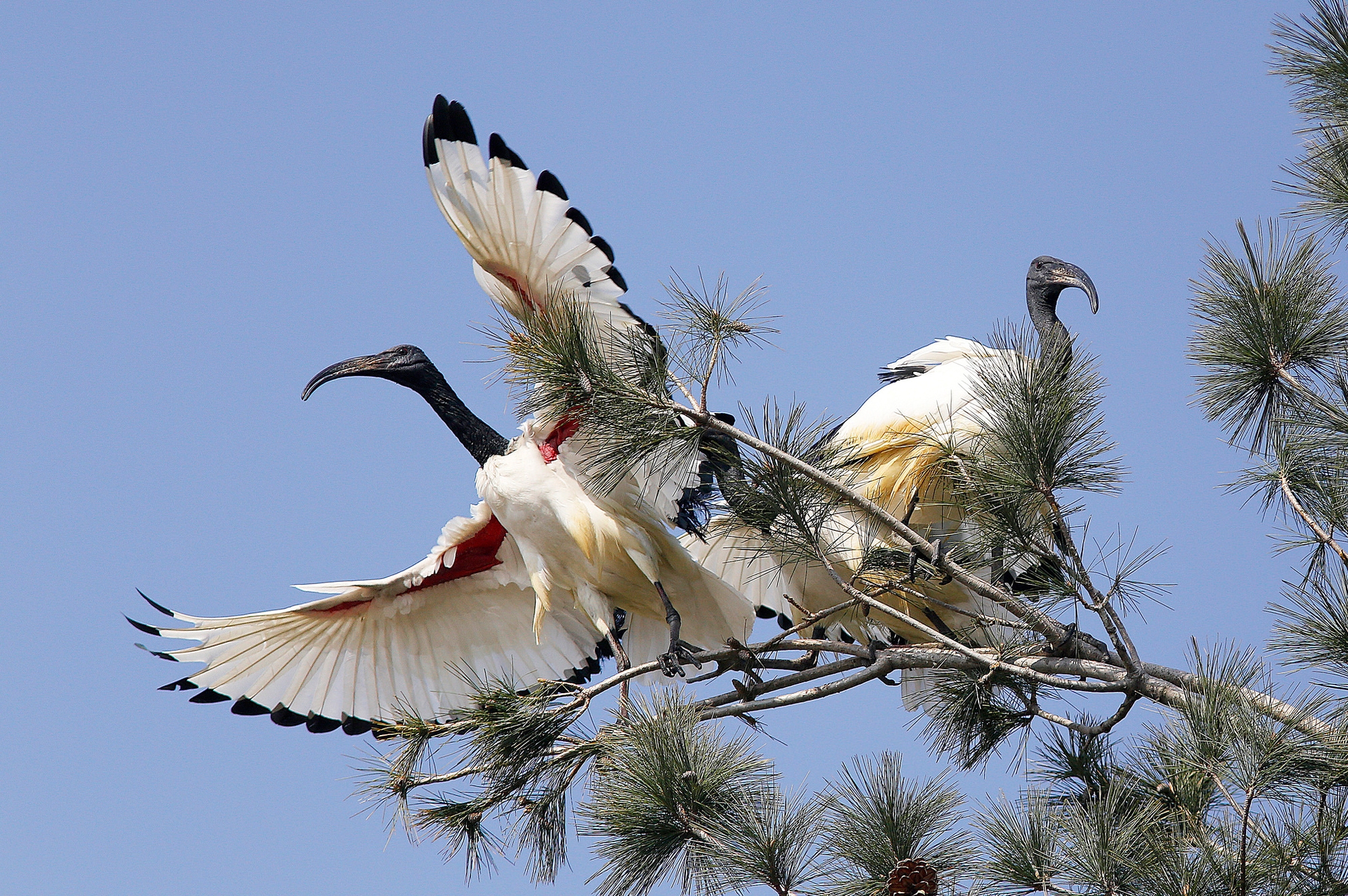 Обои небо, дерево, крылья, птицы, клюв, ибисы, ибис, колпицы, the sky, tree, wings, birds, beak, ibis, spoonbills разрешение 2000x1330 Загрузить