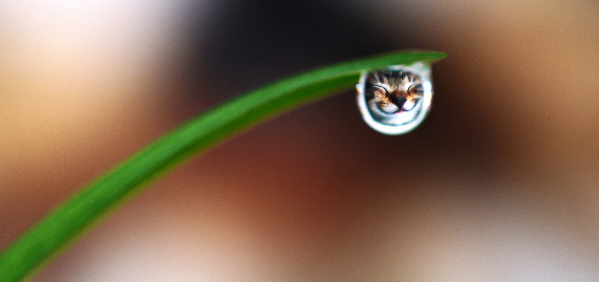 Обои трава, макро, улыбка, кот, капля, прикольная улыбка, grass, macro, smile, cat, drop, cool smile разрешение 2547x1200 Загрузить