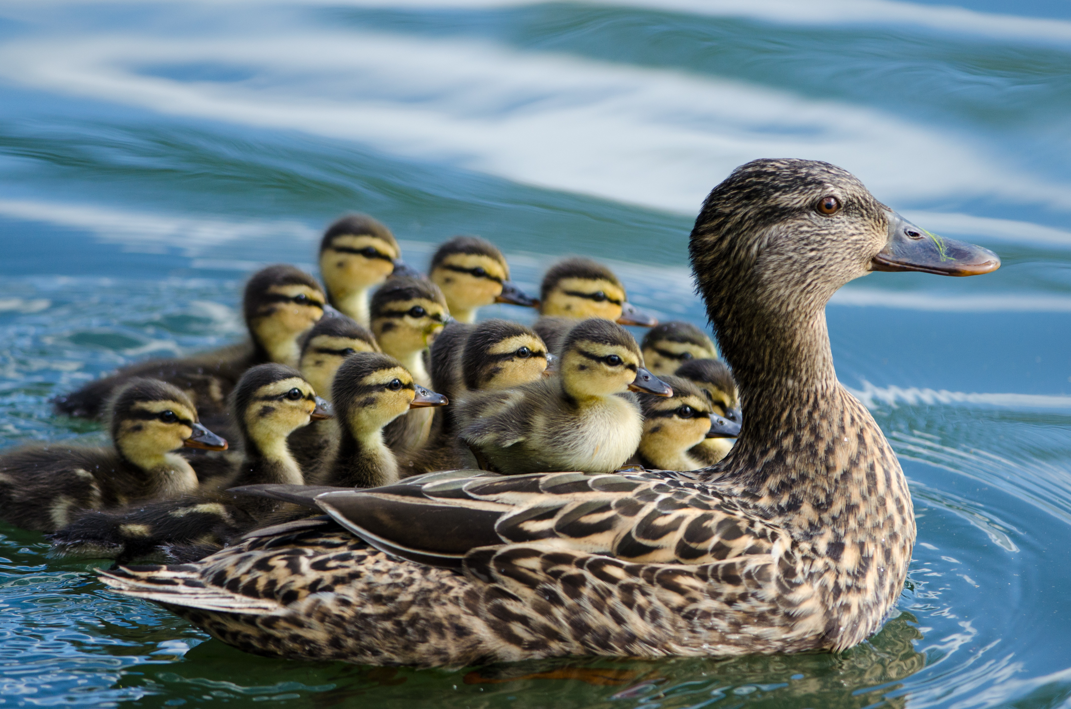 Обои вода, птицы, утята, утка, птенцы, кряква, water, birds, ducklings, duck, chicks, mallard разрешение 4319x2861 Загрузить