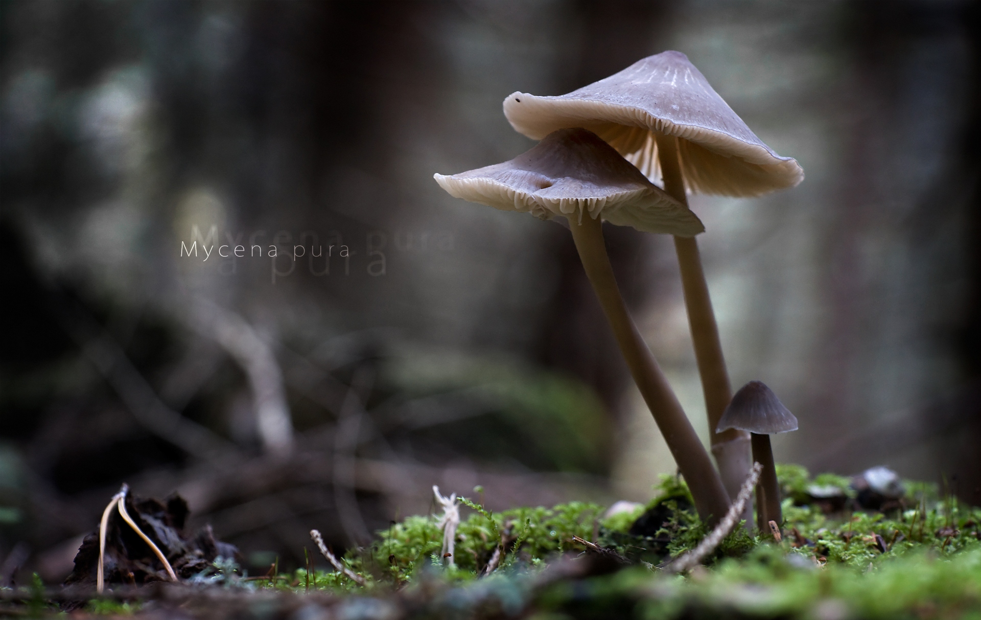 Обои природа, макро, грибы, mycena pura, nature, macro, mushrooms разрешение 1920x1213 Загрузить