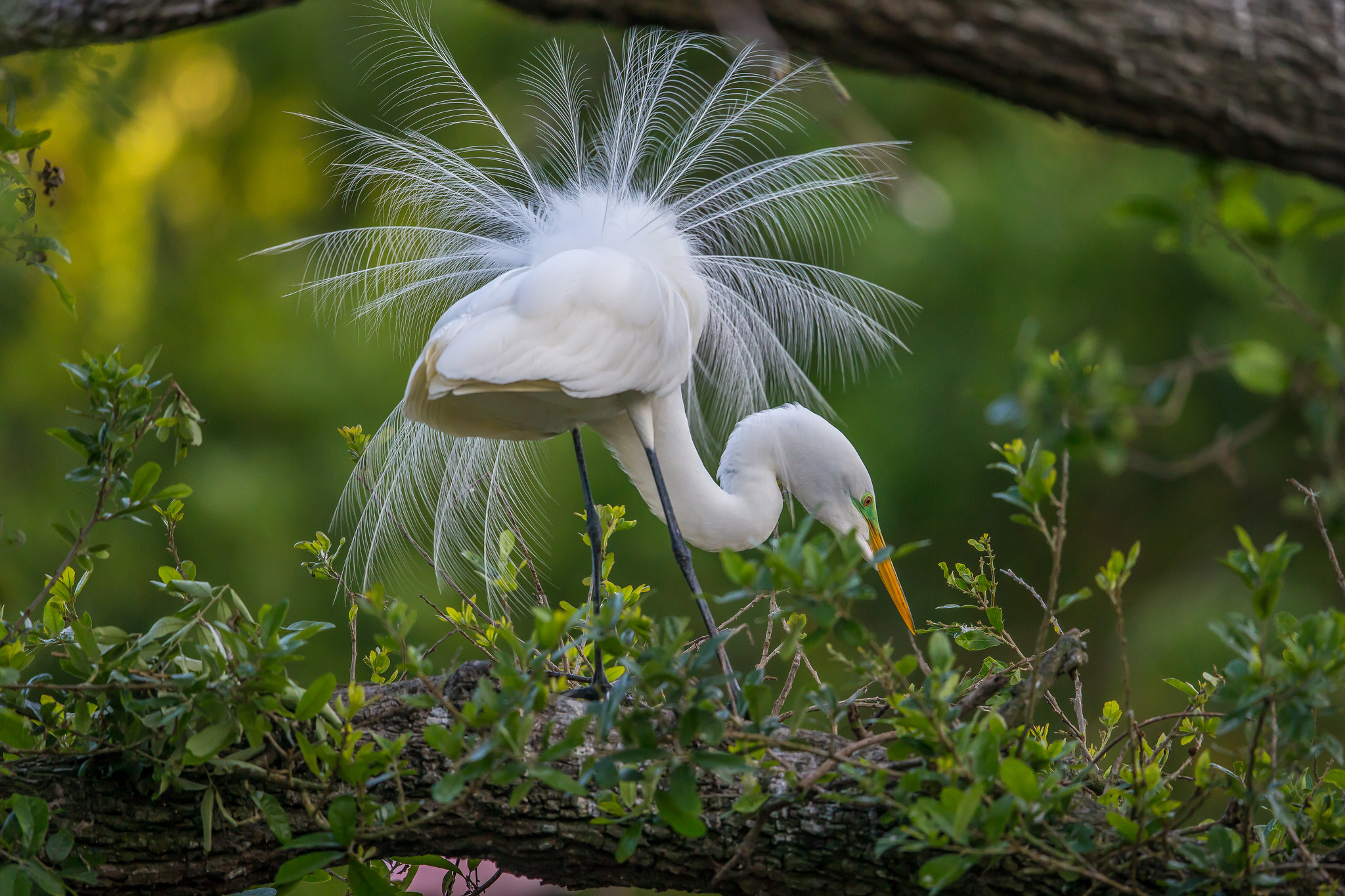 Обои природа, птица, перья, хвост, цапля, птаха, белая цапля, nature, bird, feathers, tail, heron, white egret разрешение 2048x1365 Загрузить