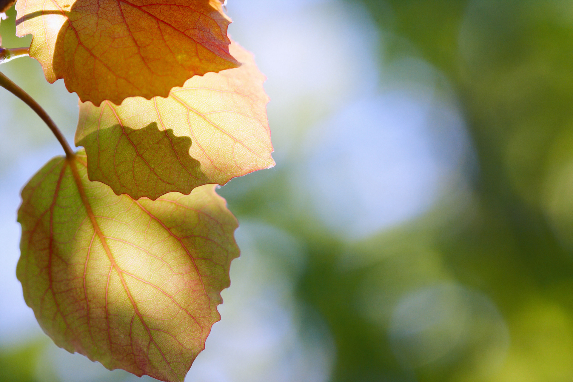 Нежные листья 2. Листья. Листья деревьев. Природа листья. Осень макро.