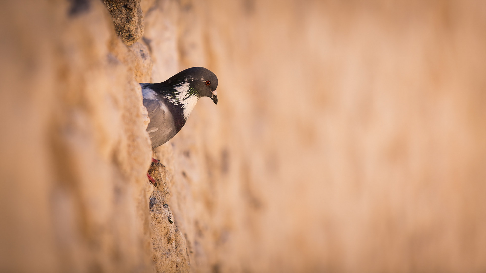 Обои стена, птица, голубь, птаха, wall, bird, dove разрешение 1920x1080 Загрузить