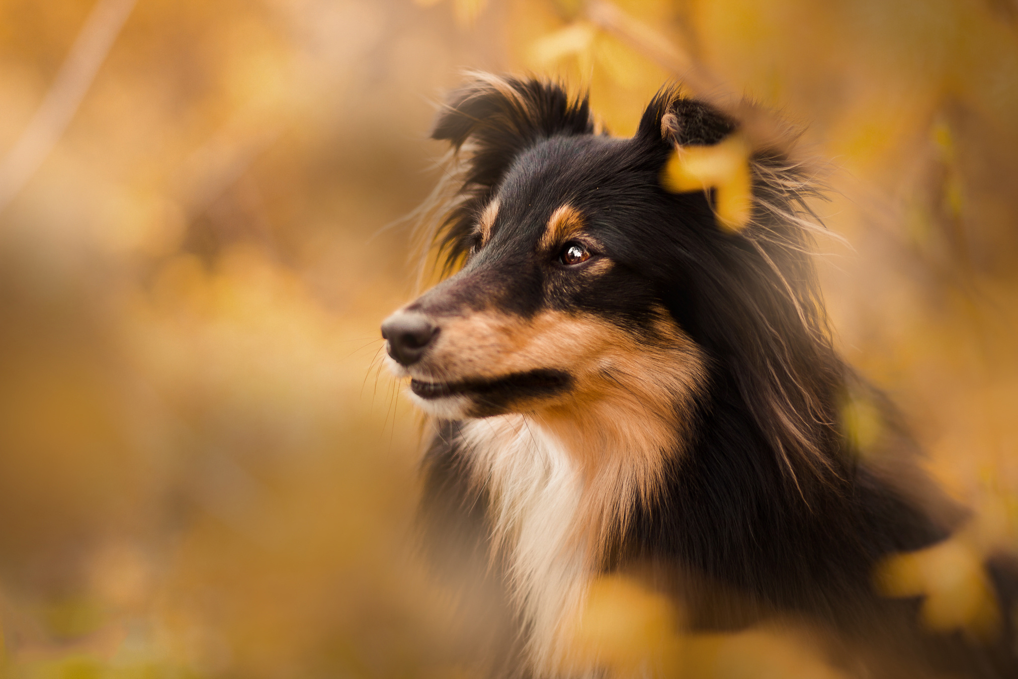 Обои собака, размытость, щенок, шелти, cобака, dog, blur, puppy, sheltie разрешение 2048x1365 Загрузить