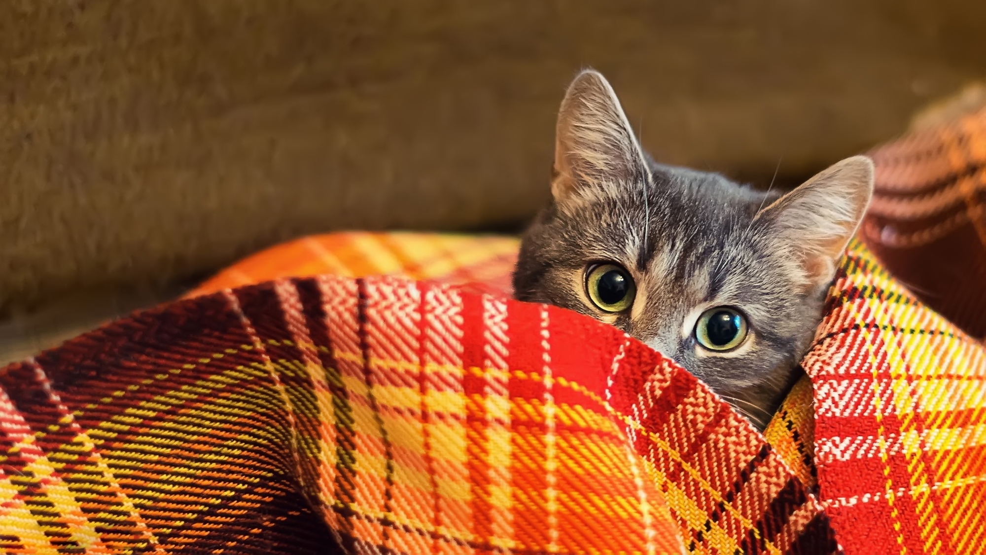 Обои кот, шерсть, взгляд, одеяло, плед, cat, wool, look, blanket, plaid разрешение 2000x1126 Загрузить