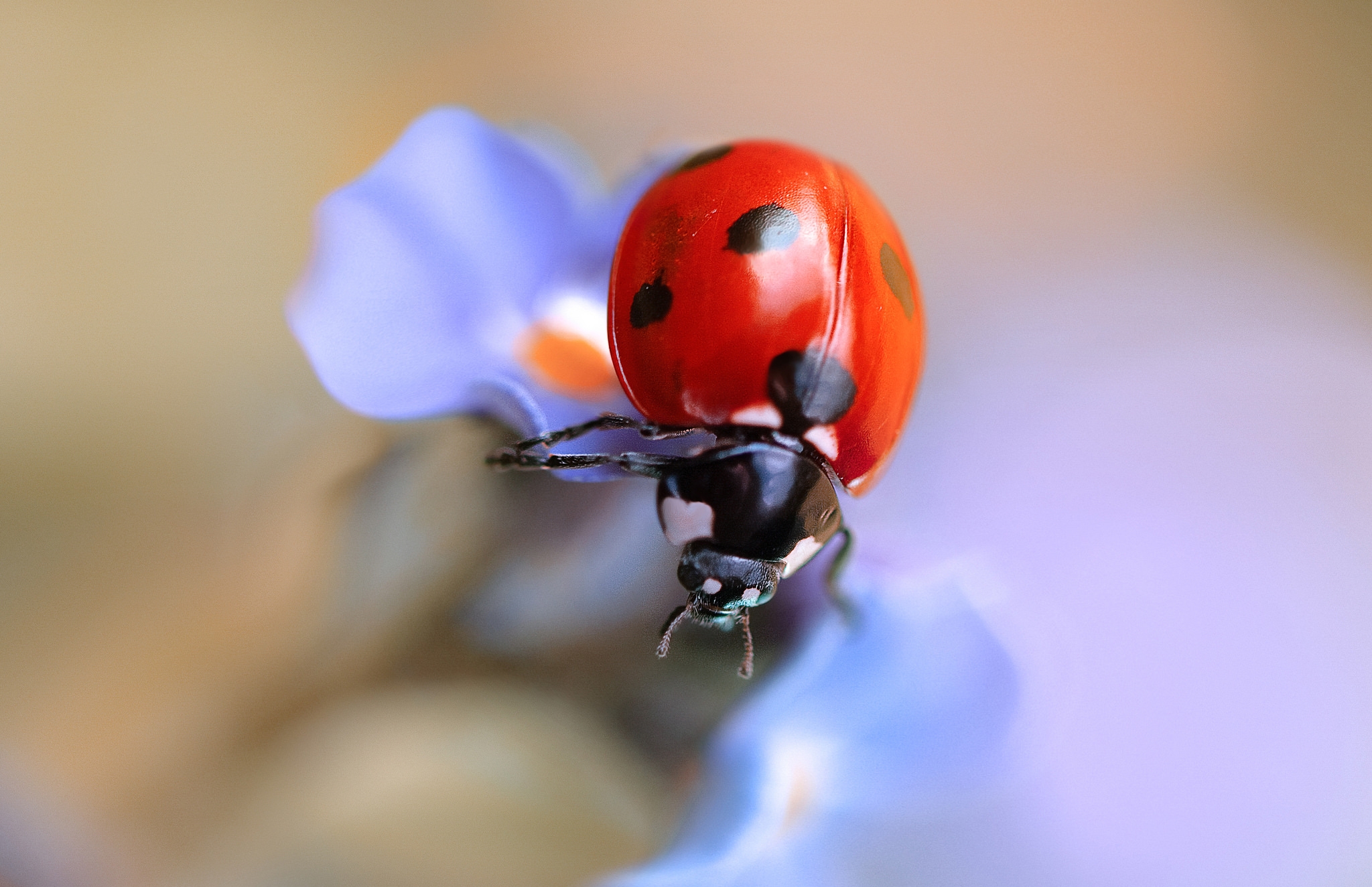 Обои жук, макро, насекомое, цветок, божья коровка, beetle, macro, insect, flower, ladybug разрешение 2048x1324 Загрузить