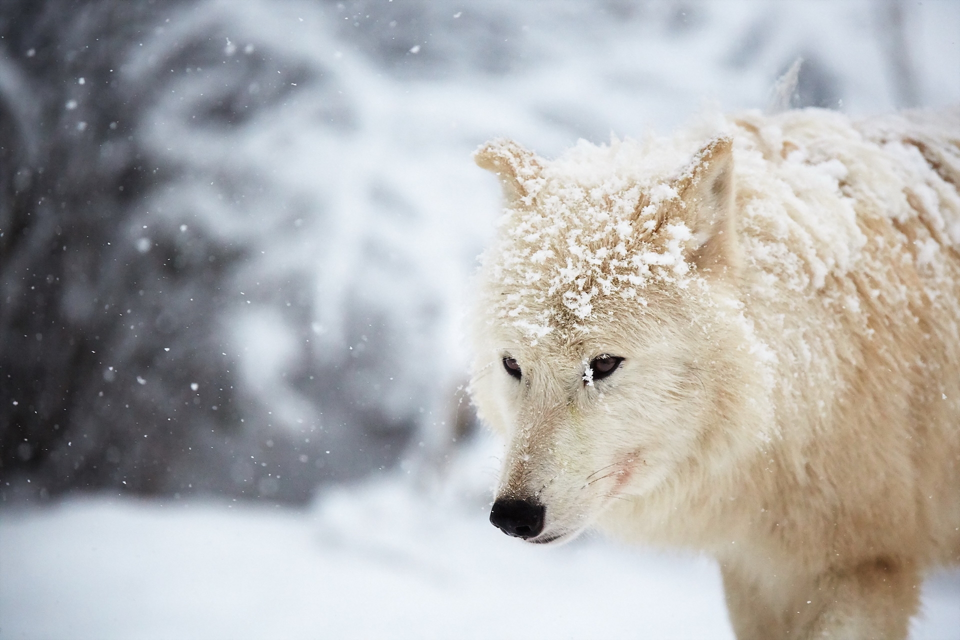природа животные горы снег полярный волк без смс
