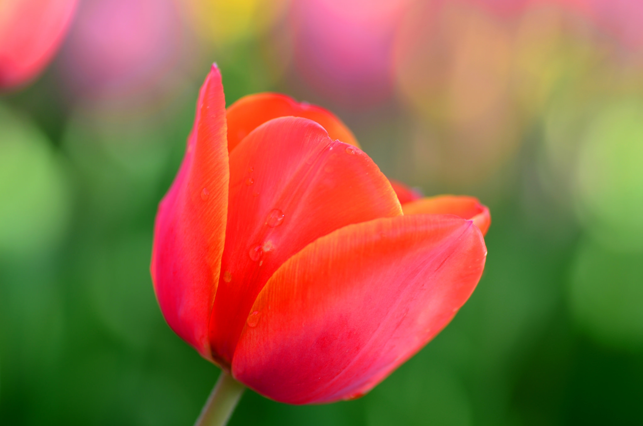 макро цветы красные природа тюльпаны скачать