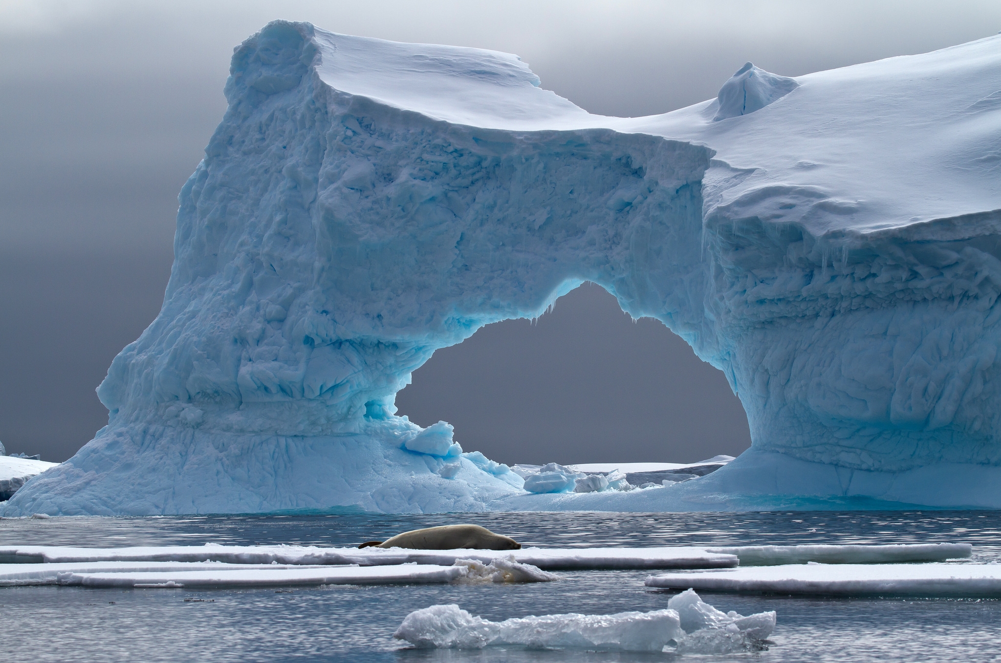 Обои море, лёд, айсберг, животное, арка, антарктида, тюлень, crabeater seal, petermann island, sea, ice, iceberg, animal, arch, antarctica, seal разрешение 2048x1358 Загрузить