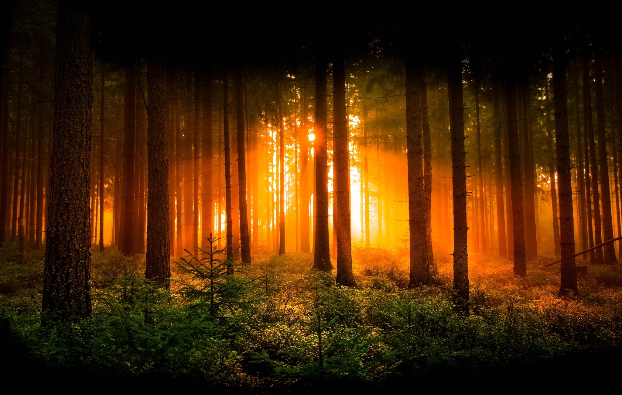 лес солнце рассвет скачать