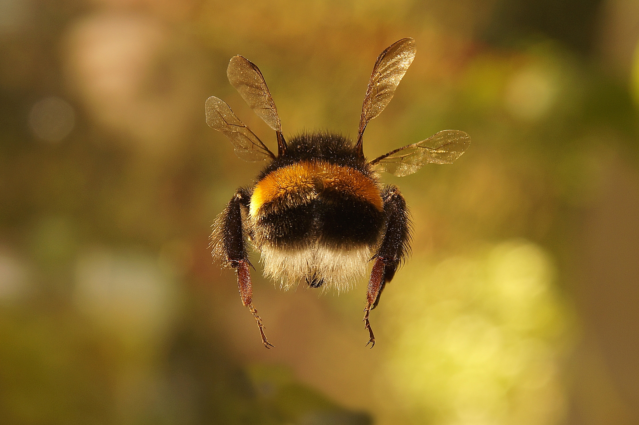 Обои макро, насекомое, фон, крылья, весна, шмель, macro, insect, background, wings, spring, bumblebee разрешение 2048x1363 Загрузить