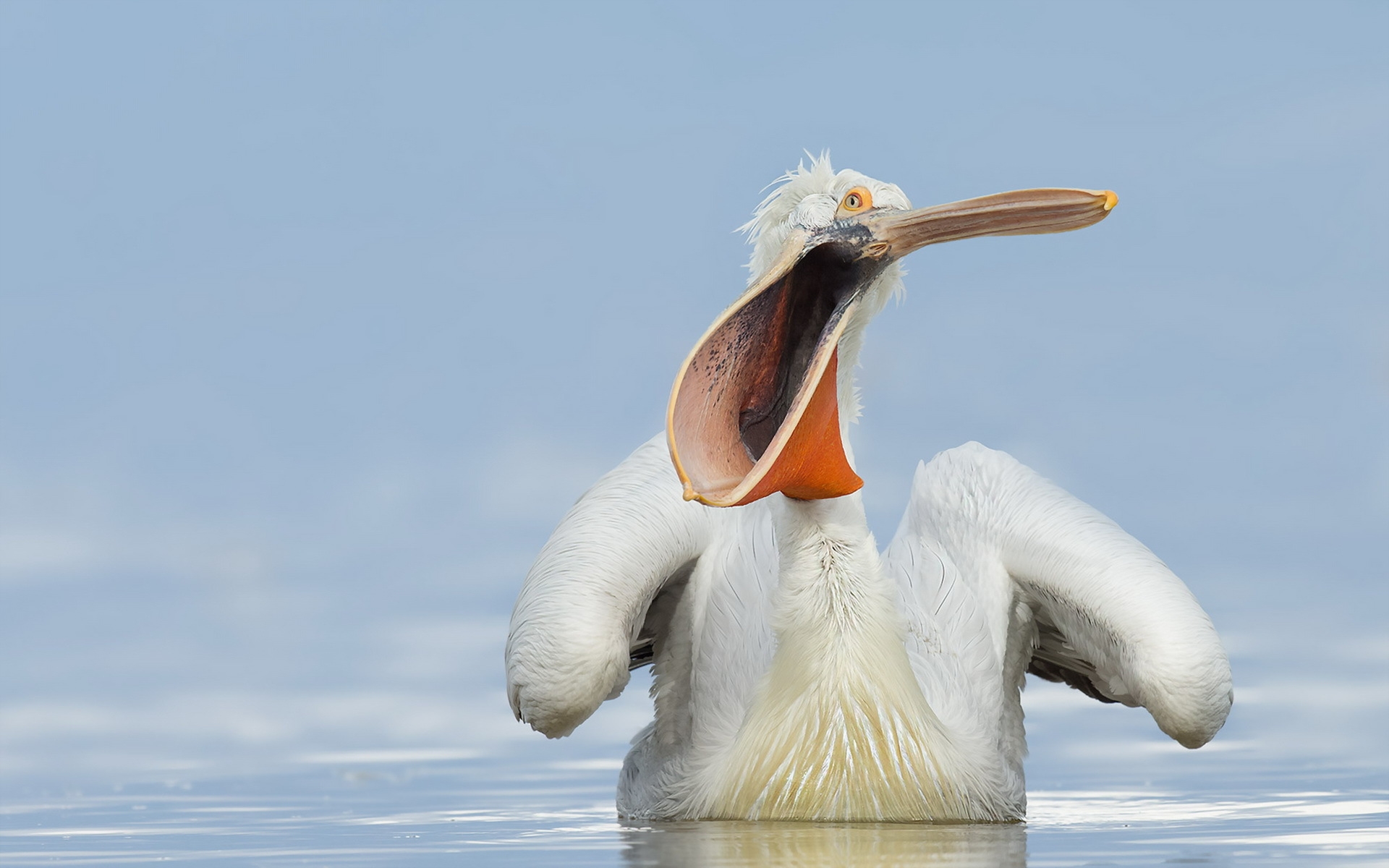 Обои вода, природа, птица, клюв, пеликан, water, nature, bird, beak, pelican разрешение 1920x1200 Загрузить