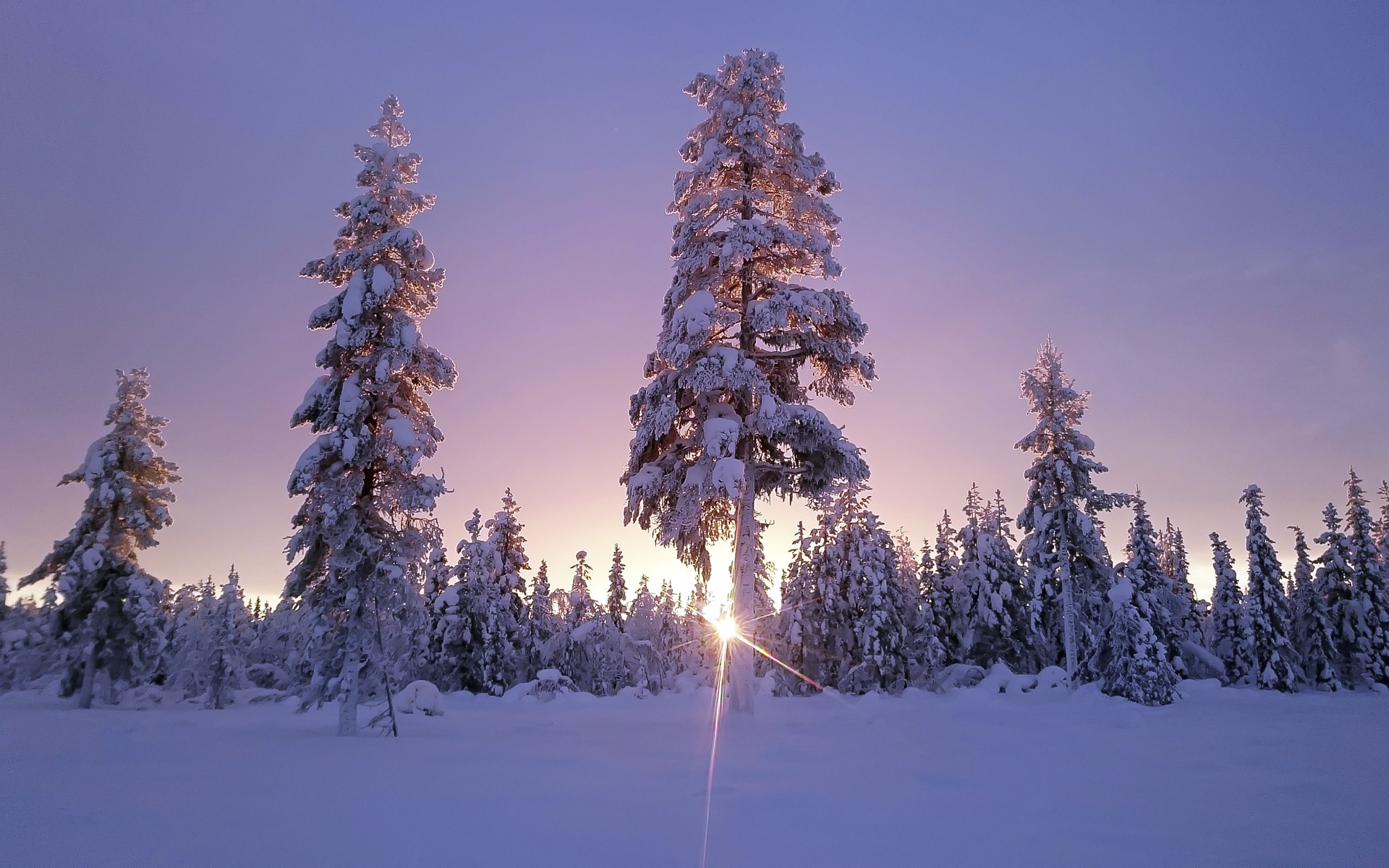 Обои небо, деревья, солнце, снег, лес, зима, солнечный свет, the sky, trees, the sun, snow, forest, winter, sunlight разрешение 1920x1200 Загрузить