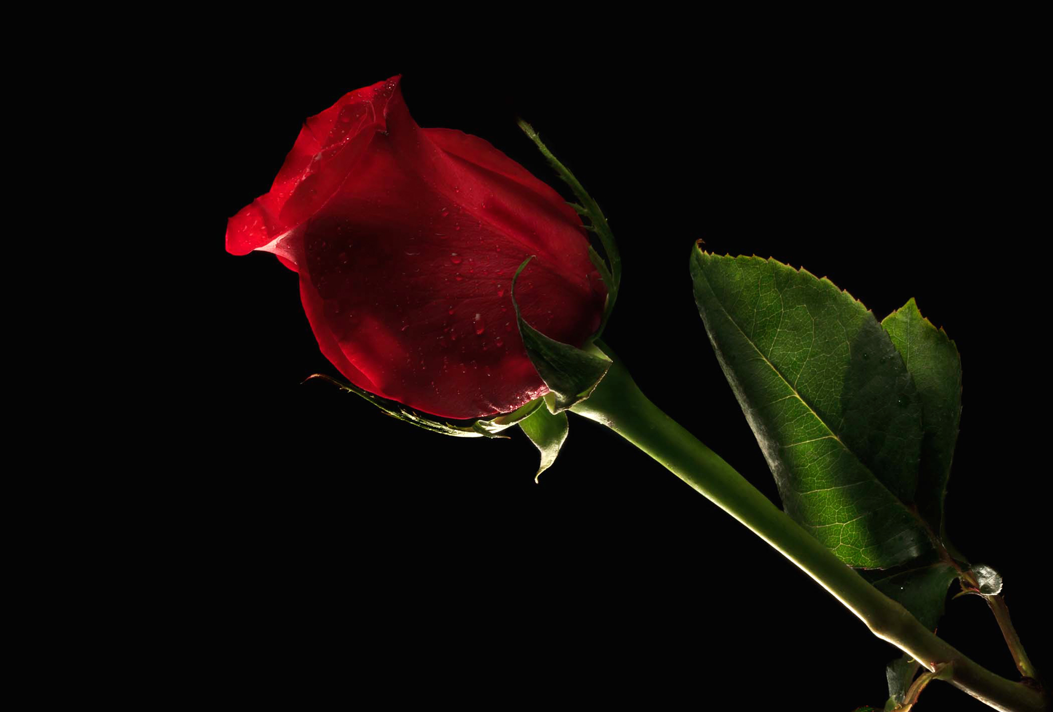 Обои цветок, роза, лепестки, красная, лист, бутон, стебель, черное фон, flower, rose, petals, red, sheet, bud, stem, black background разрешение 2048x1386 Загрузить