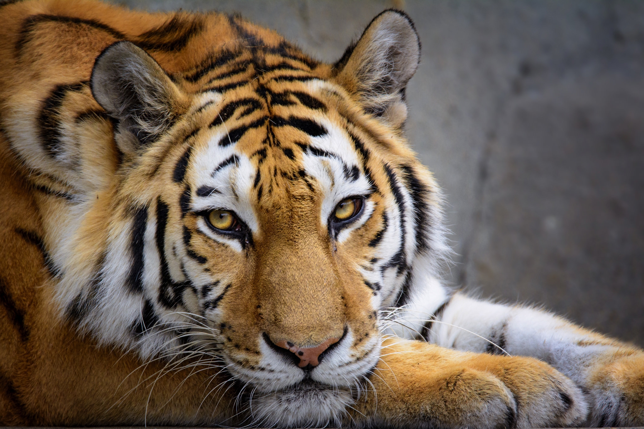 Обои тигр, морда, кошка, взгляд, хищник, зверь, tiger, face, cat, look, predator, beast разрешение 2048x1365 Загрузить