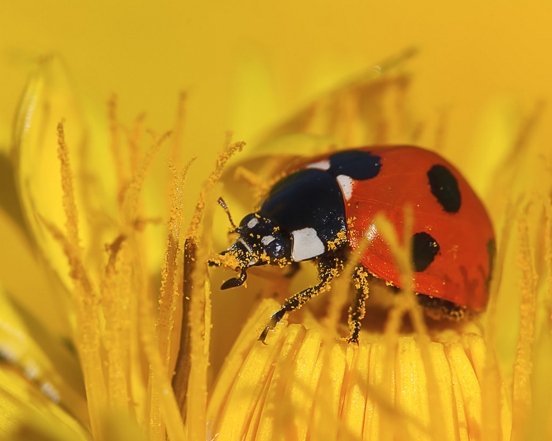 Обои желтый, макро, насекомое, цветок, божья коровка, пыльца, yellow, macro, insect, flower, ladybug, pollen разрешение 1920x1534 Загрузить