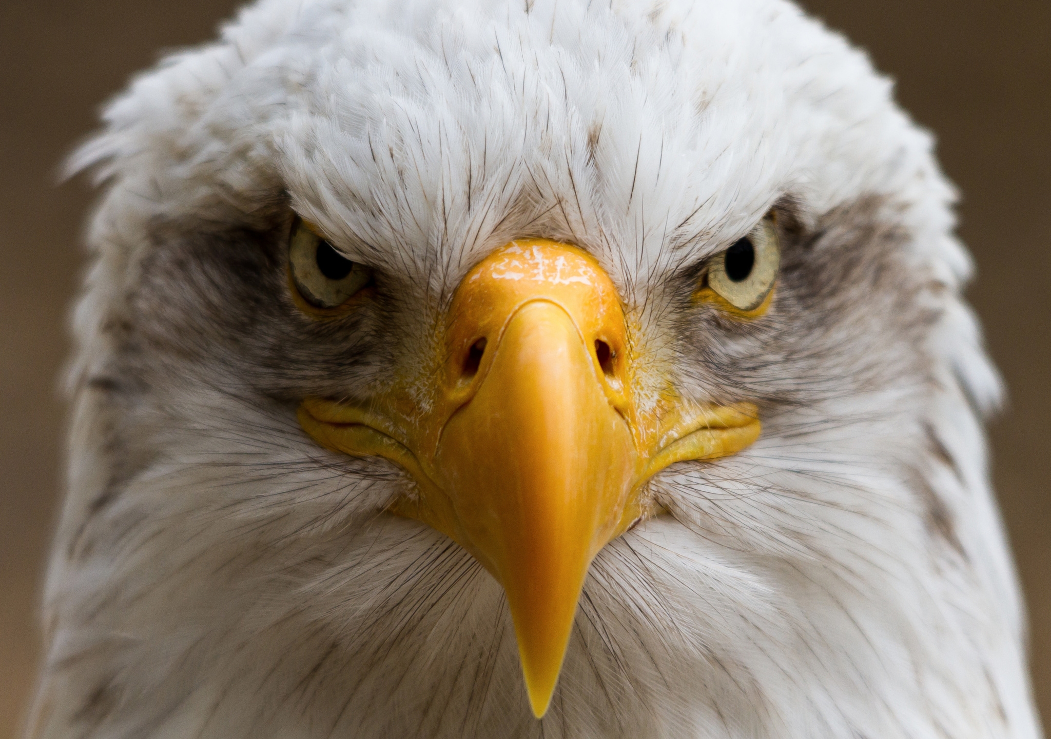 Обои портрет, птица, клюв, белоголовый орлан, portrait, bird, beak, bald eagle разрешение 2048x1441 Загрузить