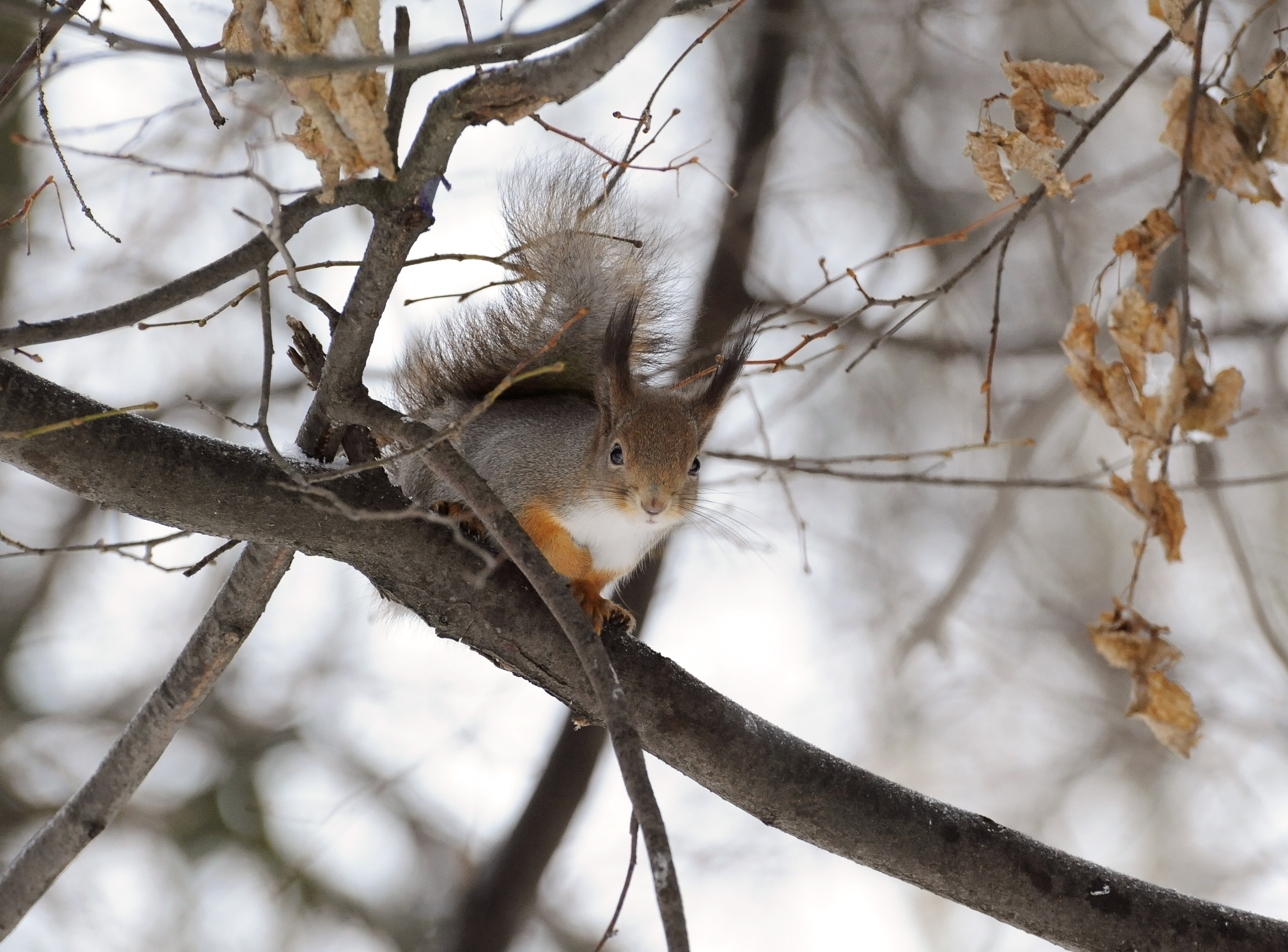 Обои дерево, зима, ветки, животное, белка, грызун, anna verdina, tree, winter, branches, animal, protein, rodent разрешение 3264x2412 Загрузить