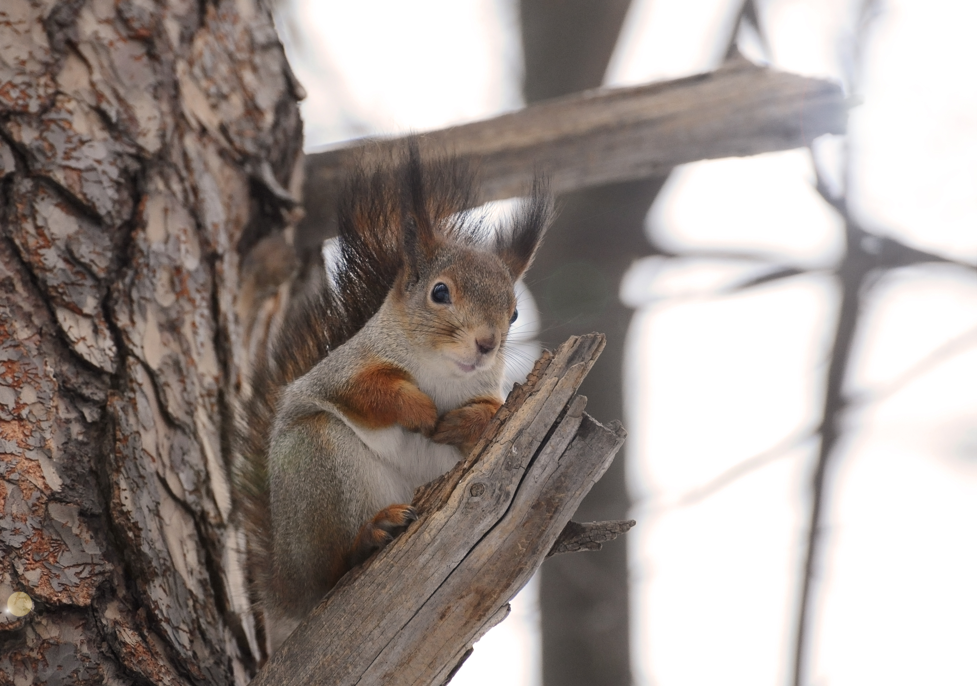 Обои дерево, животное, белка, белочка, грызун, anna verdina, tree, animal, protein, squirrel, rodent разрешение 3268x2296 Загрузить