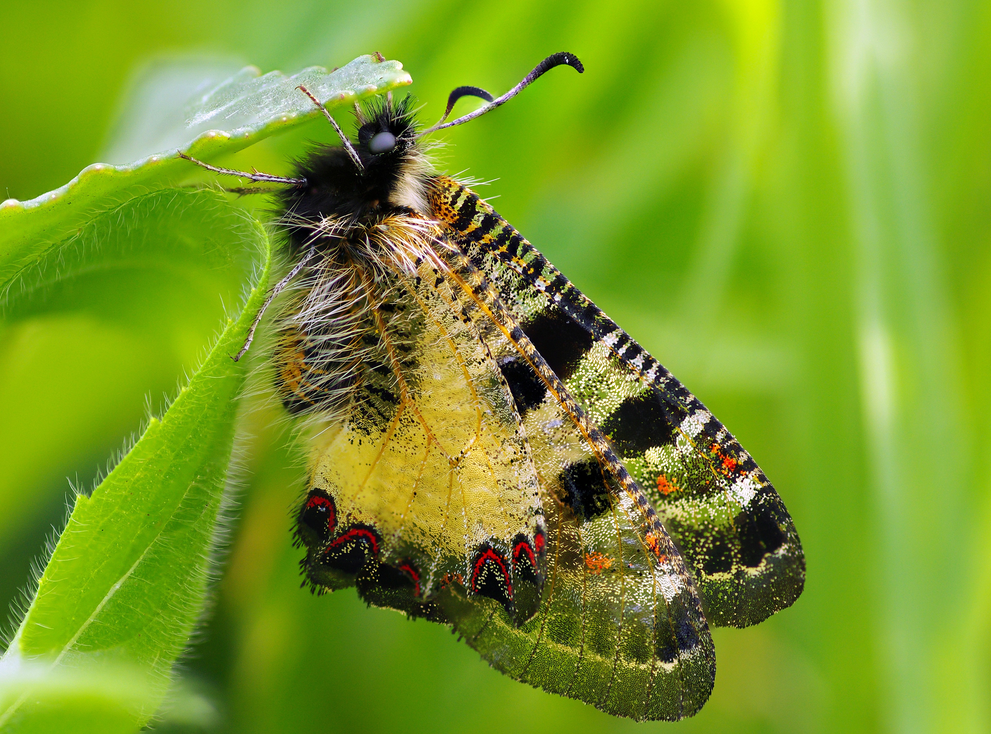 Группа насекомые бабочка. Бабочка Архон. Бабочка Аполлон гусеница. Apollinus. Поликсена бабочка гусеница.