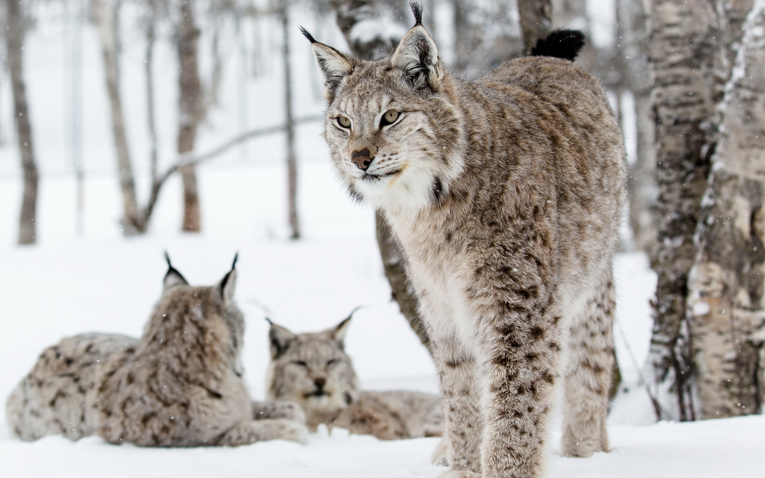 Обои снег, лес, зима, кошки, рыси, snow, forest, winter, cats, lynx разрешение 2560x1600 Загрузить