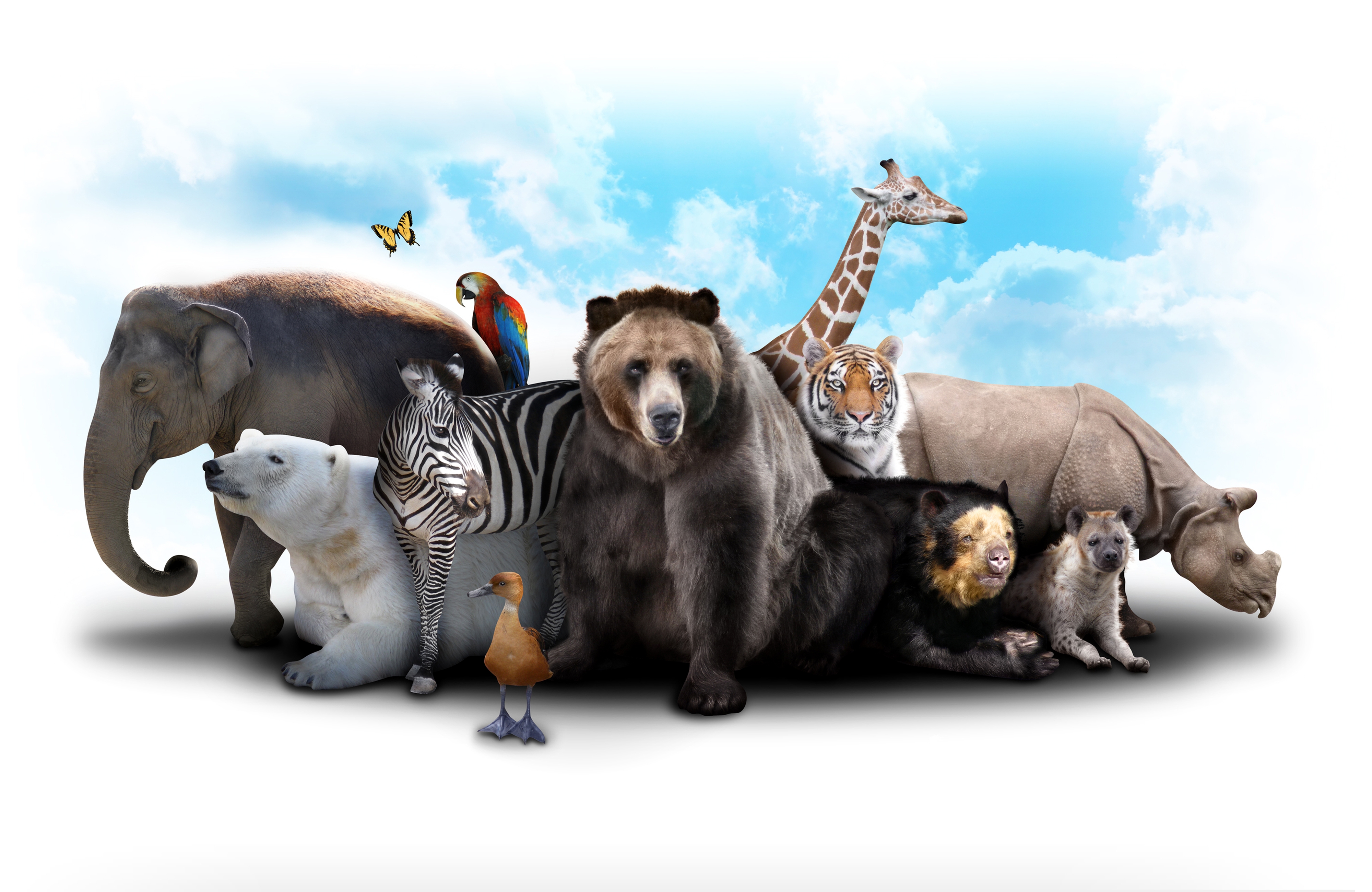 Обои тигр, жираф, небо, попугай, облака, звери, белый медведь, зебра, утка, слон, коала, медведь, гиена, бабочка, носорог, tiger, giraffe, the sky, parrot, animals, clouds, polar bear, zebra, duck, elephant, koala, bear, hyena, butterfly, rhino разрешение 4000x2600 Загрузить