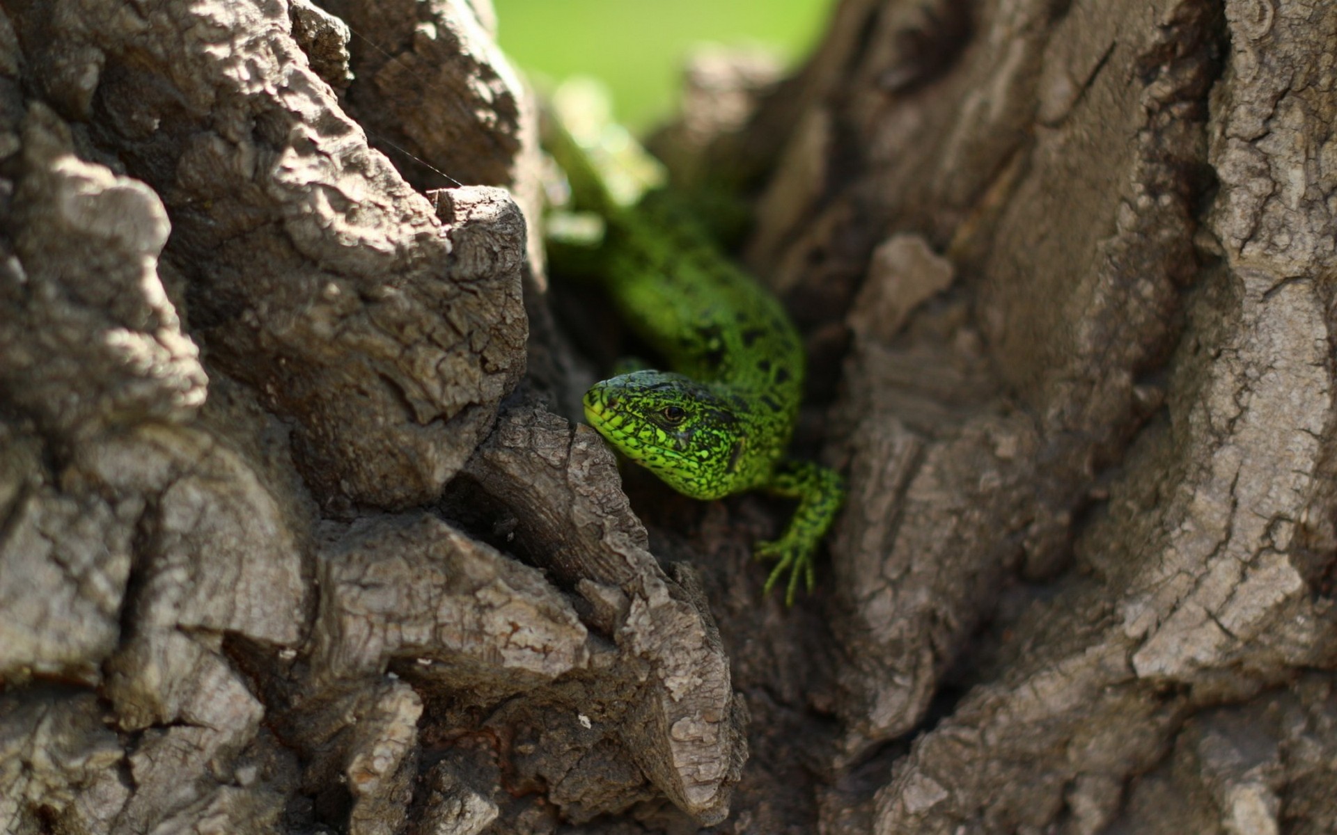 Обои природа, дерево, ящерица, зеленая, рептилия, nature, tree, lizard, green, reptile разрешение 1920x1200 Загрузить