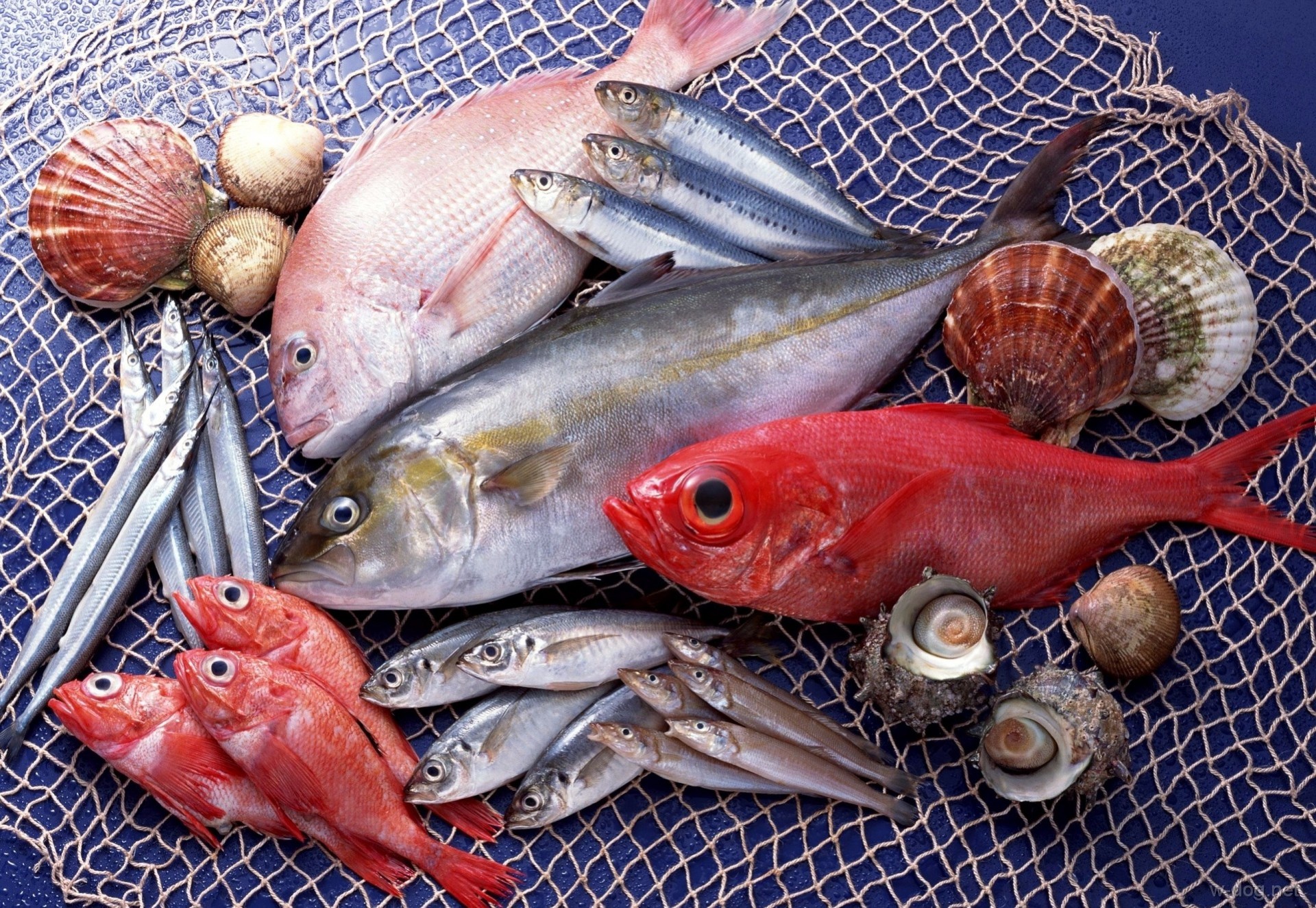 Обои ракушки, сеть, рыба, морепродукты, разнообразие, свежая, shell, network, fish, seafood, diversity, fresh разрешение 1920x1324 Загрузить