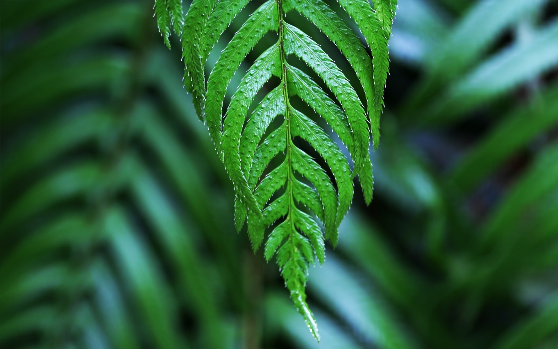 Обои зелёный, макро, лист, растение, папоротник, green, macro, sheet, plant, fern разрешение 1920x1200 Загрузить