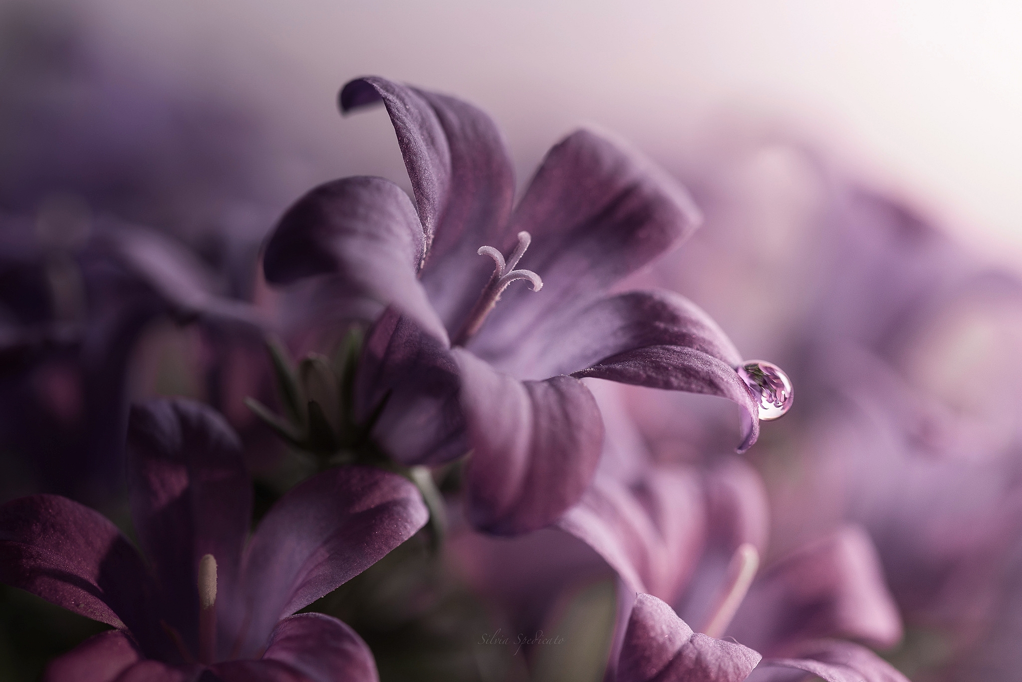 Серо фиолетовый цветы. Сиреневые цветы. Фиолетовые цветы. Фиолетовый цвет. Сиреневый цвет.