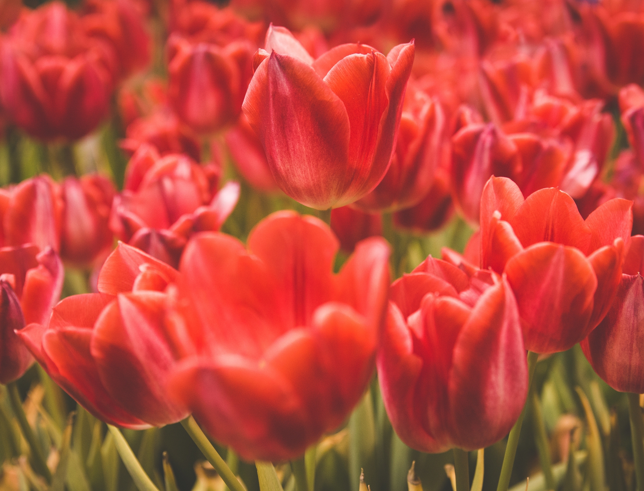 тюльпаны красные tulips red загрузить